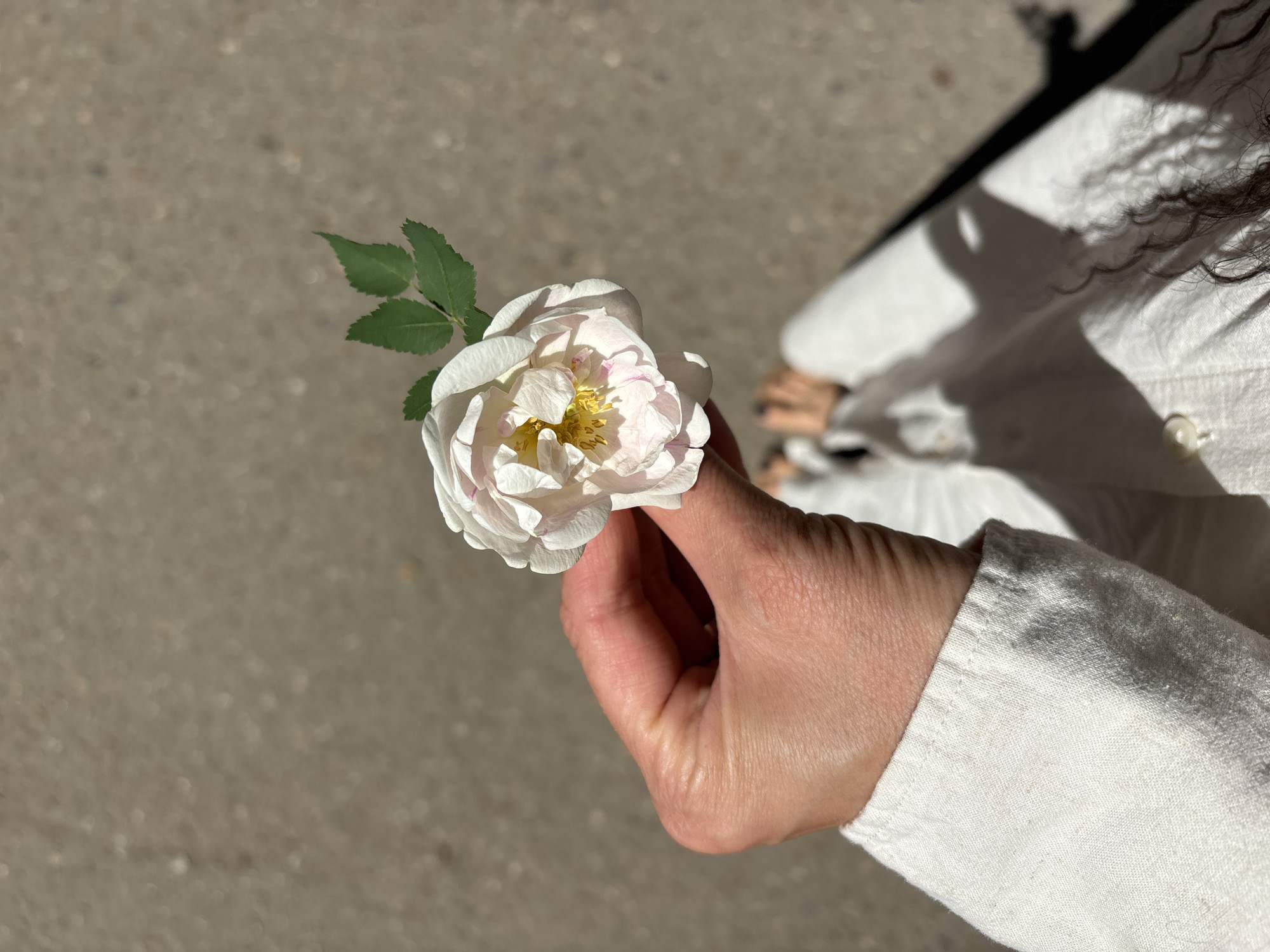 A person is holding a white rose in their right hand. The person is wearing a white linen shirt and pants. The location is outdoors on a paved surface, likely in a city. The details of the rose include white petals with a hint of pink and yellow stamens. There are three green leaves attached to the stem. The person's hand is fair-skinned. No information from the image confirms this scene takes place in the city of Chaikovsky, Russia.