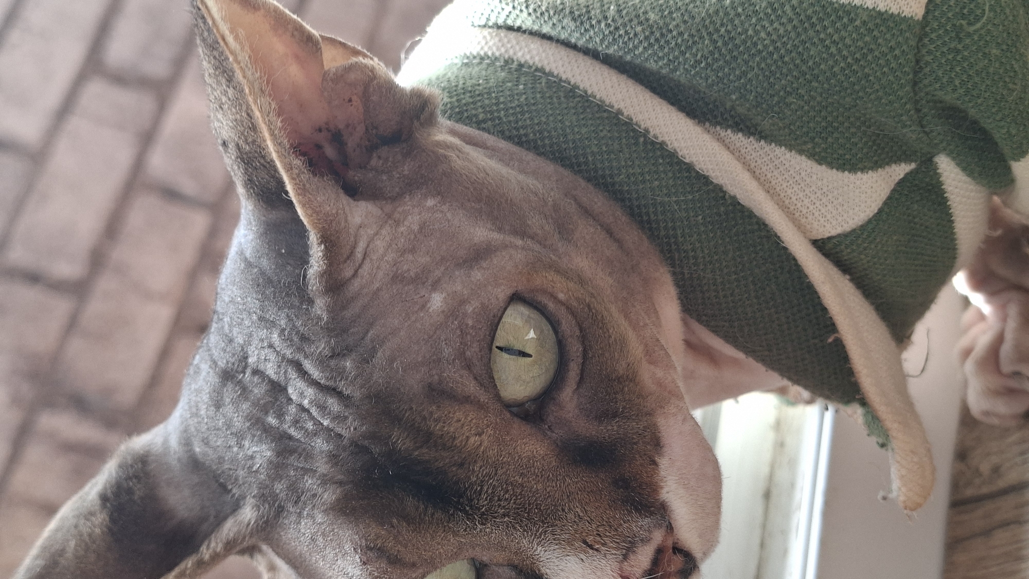 The image shows a close-up of a hairless cat, likely a Sphynx breed, wearing a green and white striped sweater. The cat's left eye, a striking pale green with a vertical pupil, is prominently featured. Its skin has a wrinkled texture, and its ears are large and pointed. The cat is positioned near a window, with sunlight illuminating its face and casting shadows. The background shows a blurred brick wall and a wooden surface. There are no people or any discernible elements that would indicate a specific location within the city of Myadzyel, Belarus.