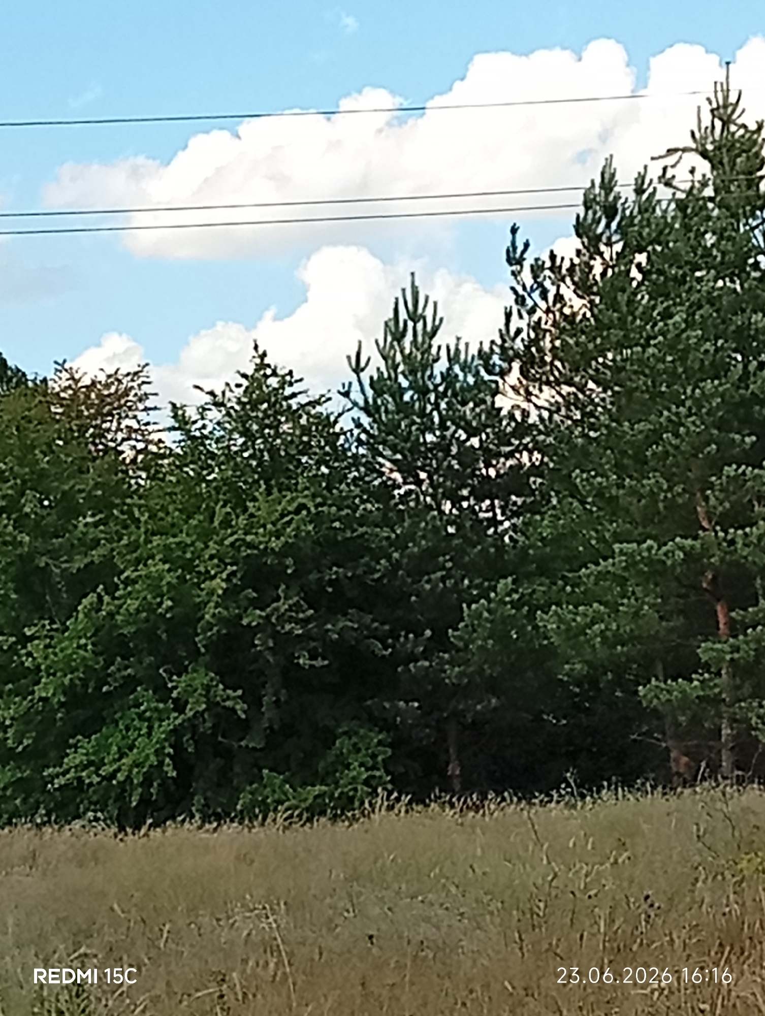 The image depicts an outdoor scene with a focus on a line of trees and a grassy field under a blue sky with white clouds. The trees are a mix of deciduous and coniferous varieties, with lush green foliage dominating the midground. Some of the coniferous trees have visible brown bark and needles. In the background, there are thin, dark lines that appear to be power lines stretched across the sky. The foreground is a field of dry, light brown grass, with some taller stalks and smaller green shoots visible.
The setting appears to be a rural or semi-rural area, likely during daytime, as suggested by the bright sky and the quality of light. The weather seems fair, with the presence of fluffy white clouds indicating a sunny day. There are no people or specific man-made objects other than the power lines.
Visible text in the image includes "REDMI 15C" in the bottom left corner, likely indicating the device used to take the photo, and "23.06.2026 16:16" in the bottom right corner, which is a date and time stamp. Given the location context of Mykolaivka, Ukraine, the image captures a moment in time in that region. The overall mood of the image is serene and natural, with no particular event or activity taking place.