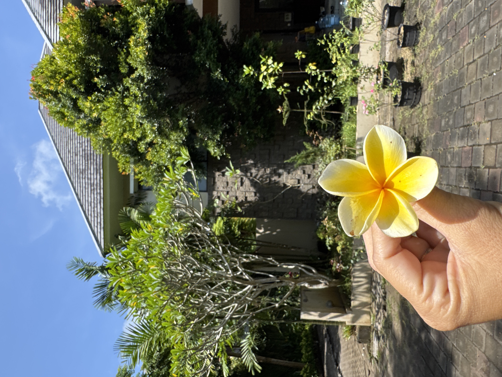 The image depicts a hand holding a yellow and white plumeria flower against a backdrop of a tropical garden in Jimbaran, Indonesia. The hand is light-skinned, and the flower is brightly illuminated, with a visible petal imperfection. Behind the hand, there is a building with a tiled roof, partially obscured by lush green foliage and a tree with slender branches. Further back, there is a textured wall. The ground is paved with dark grey blocks, and several potted plants are arranged along the side. The sky is clear blue. The scene appears to be captured during daylight hours with strong sunlight casting shadows across the ground.
