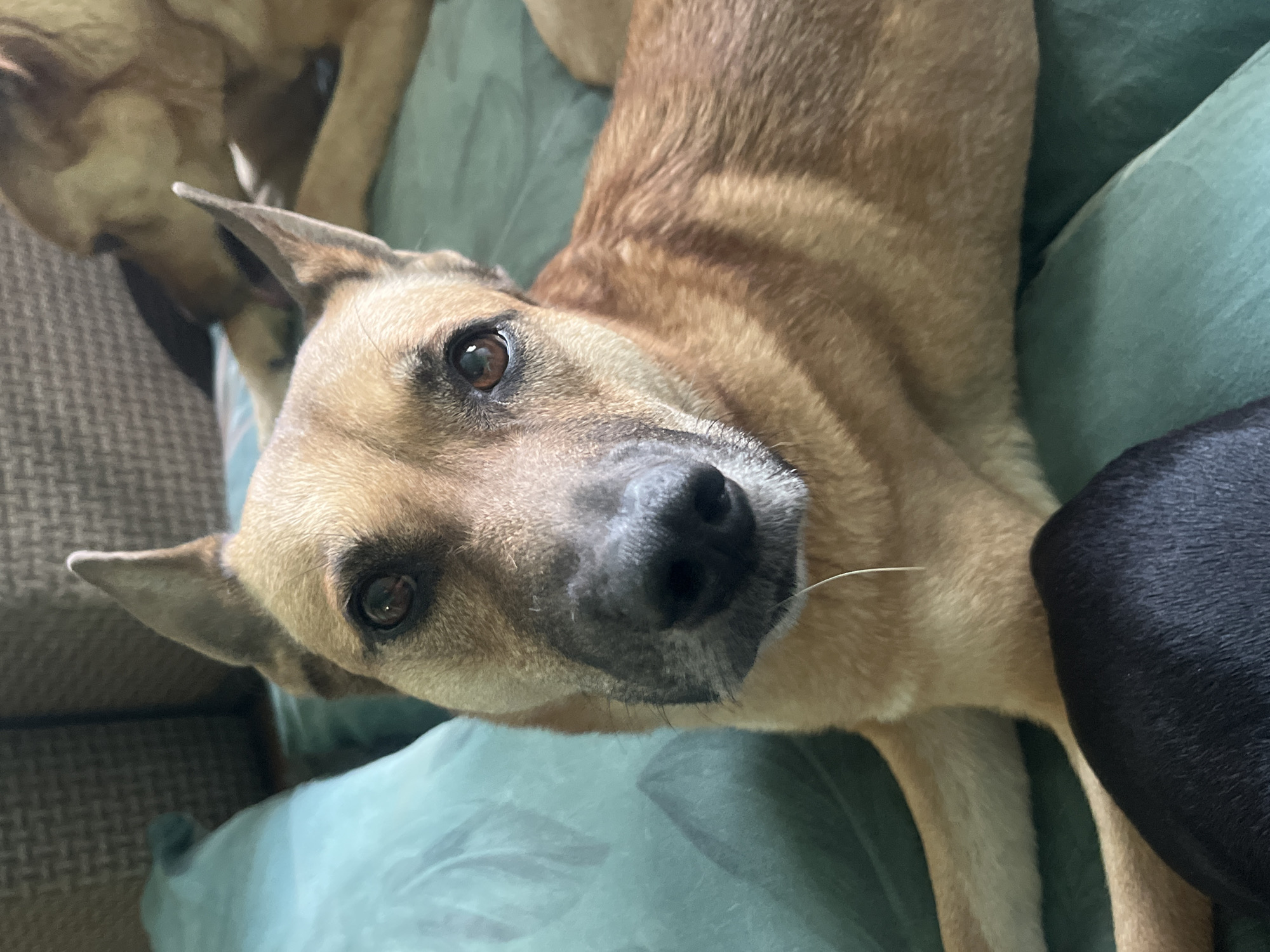 A close-up, slightly high-angle shot depicts a tan dog with upright ears, looking directly at the camera with a tilted head. The dog's face is mostly in focus, showing brown eyes and a dark muzzle. Another tan dog is partially visible in the upper left corner of the image. A dark, possibly black, dog's leg is visible in the lower right corner. The dogs are lying on a light green surface, possibly a couch or blanket. There is no indication of the location being Nizhny Tagil, Russia.