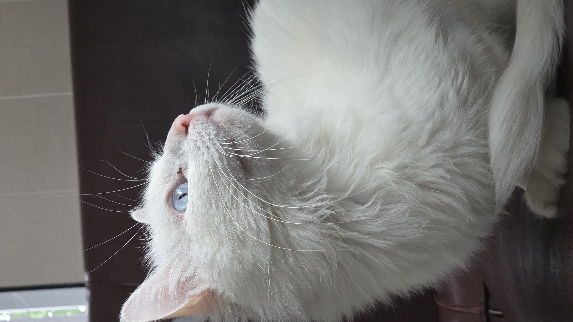 An indoor medium shot captures a fluffy white cat with striking blue eyes looking upwards and to the right. The cat's head is turned, revealing its profile. Its fur is soft and voluminous, with long, delicate whiskers fanning out from its muzzle. The background is a dark, textured surface, likely upholstery or furniture, with a hint of a lighter, tiled surface and a window visible in the upper left corner. The lighting appears to be natural, coming from the side.