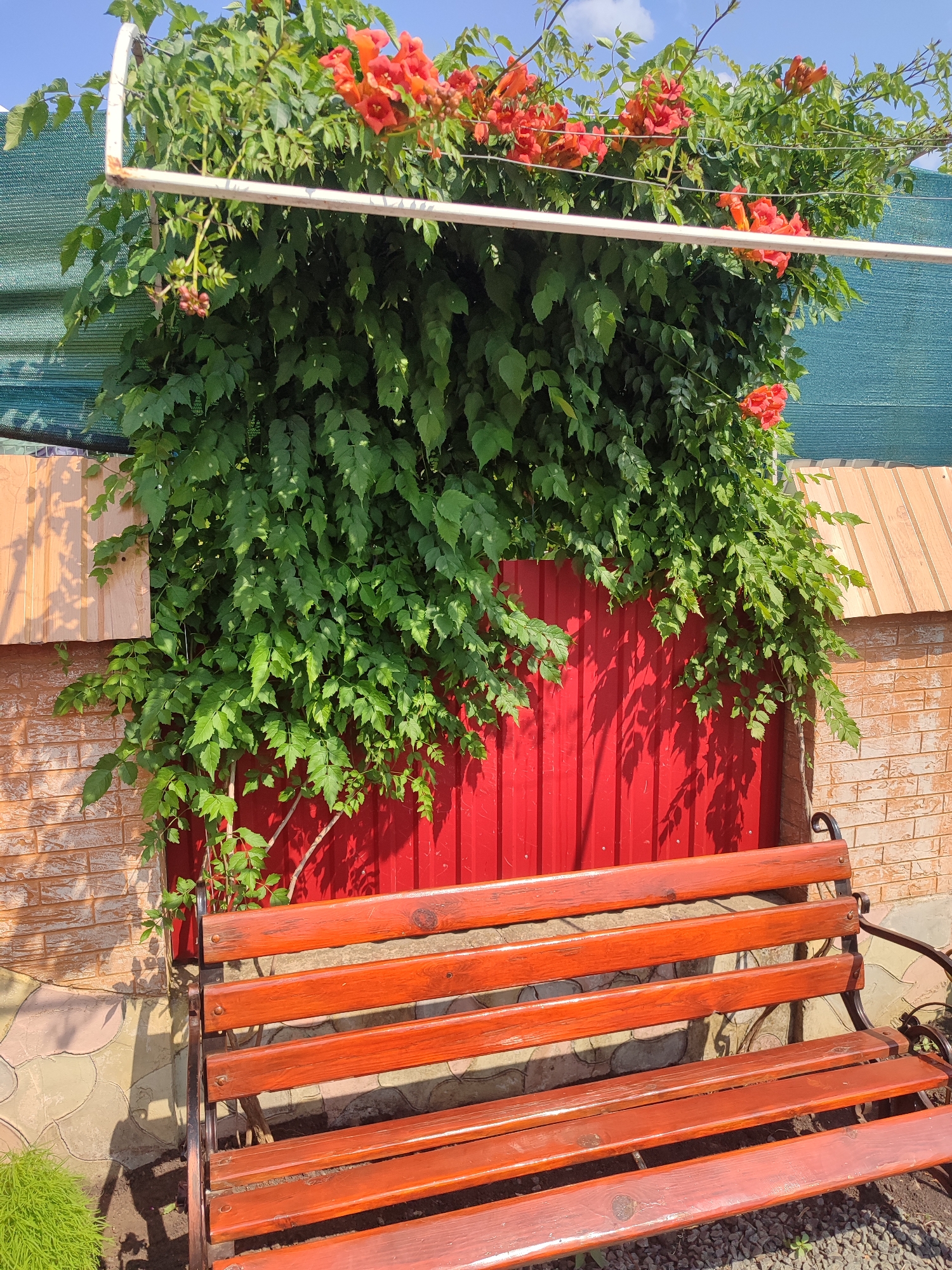 In the city of Novosamarka, Ukraine, a wooden bench sits in front of a vibrant red corrugated metal fence, partially overgrown with lush green foliage and bright orange trumpet-shaped flowers. A thin metal frame extends over the foliage, supporting its growth. Behind the fence, a textured beige surface, possibly a roof, is visible, and to the left, a brick wall with a light brown wooden panel adds to the backdrop. The ground beneath the bench is covered with a mix of decorative stones and gravel, with some green grass growing at the bottom left. The sky above is a clear blue with a few scattered clouds.