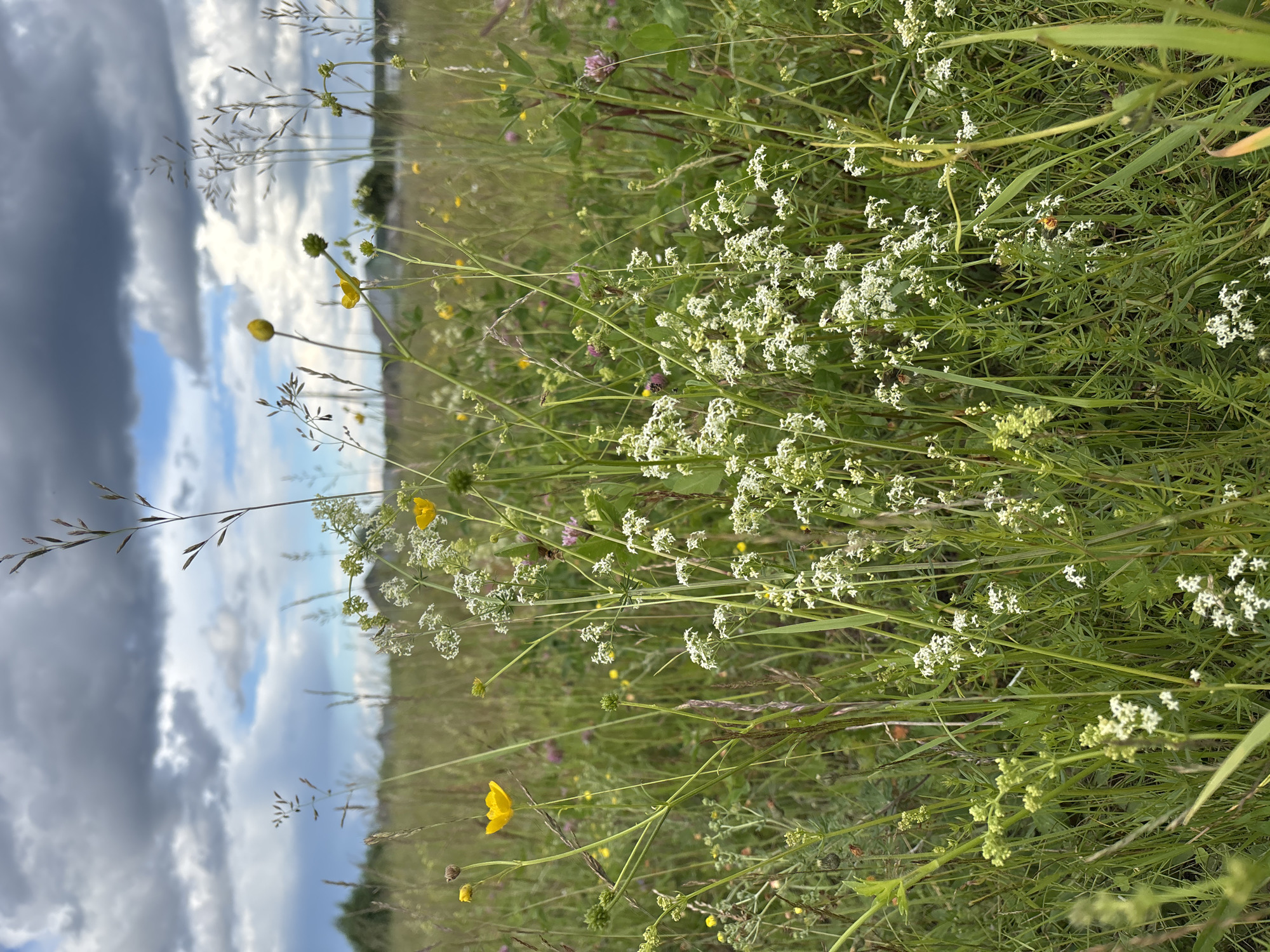 The image depicts a close-up view of a meadow in Kurgan, Russia, under a cloudy sky. The foreground is dominated by tall, green grasses and various wildflowers, including small white flowers clustered on thin stems and yellow buttercups. Some pink clover flowers are also visible in the mid-ground. The background shows a blurred expanse of more grassy fields and distant trees, with a hint of rural structures. The overall impression is one of a natural, untamed landscape on an overcast day.