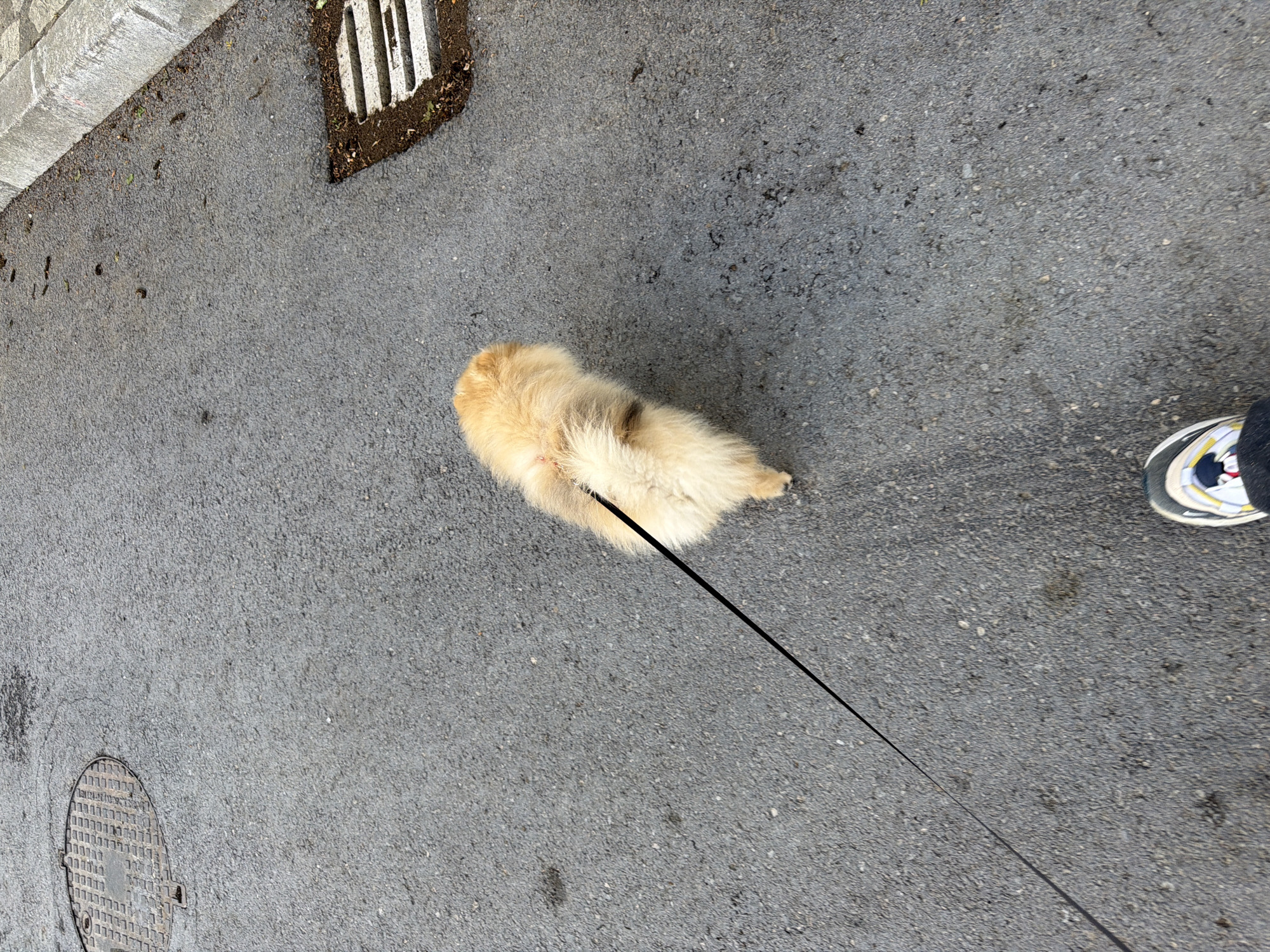 A small, light brown and white Pomeranian dog on a black leash is walking on a gray asphalt sidewalk. The dog is viewed from above and appears to be facing away from the viewer. A person's foot, wearing a multi-colored sneaker, is visible to the right of the dog. The sidewalk shows signs of wear and contains a manhole cover and a grated drain near a curb. The location appears to be a street in a city, possibly Shumen, Bulgaria.