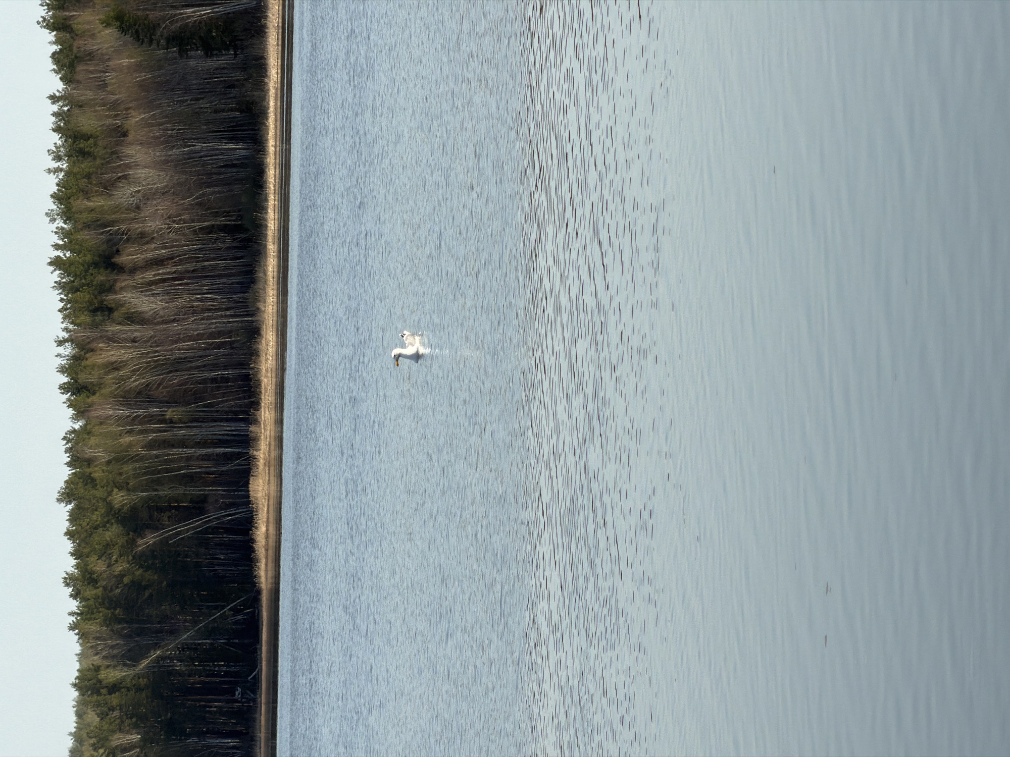An eye-level, vertical photograph depicts a lake in Chaykovsky, Russia. A forest lines the left edge, adjacent to a thin strip of beach or shoreline. A white swan is centered in the frame, swimming in the lake’s clear water. The water surface has subtle ripples, reflecting ambient light. The forest consists of tall, thin trees, some evergreens, and leafless deciduous trees.
