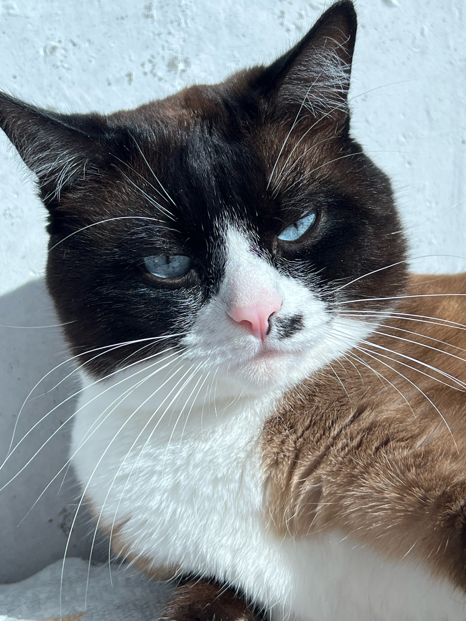 The image shows a close-up of a cat's face. The cat has bright blue eyes, black and white fur on its face, and brown and white fur on its body. Its nose is pink with a black spot. The cat is looking directly at the camera. The background is a white, textured wall. There is no visible indication of the city of Noviy, Russia, or any specific location.