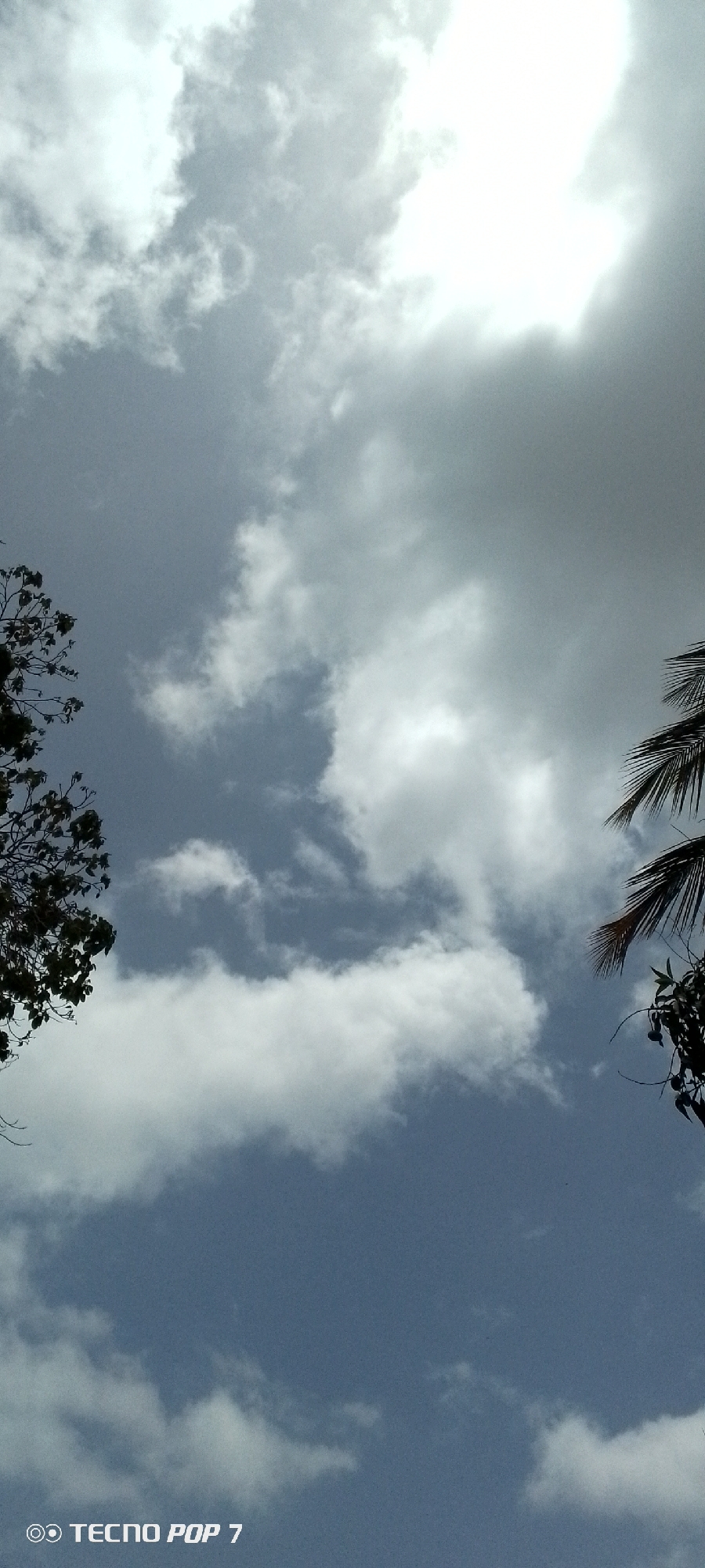 The image presents an upward view of a cloudy sky, framed by natural foliage on both sides. The sky is filled with a mix of white and gray clouds of varying densities, with some brighter, more illuminated areas suggesting sunlight behind or breaking through the clouds, and patches of lighter blue sky visible in between. On the left side, dark green tree leaves and branches are visible, extending into the frame from the bottom left. On the right side, dark palm fronds and other leafy branches partially obscure the sky. The scene depicts a partially overcast daytime sky in an outdoor setting, consistent with the tropical environment of Altagracia, Venezuela. There is no discernible human or animal activity. In the bottom left corner, a white watermark reads "◎ TECNO POP 7", indicating the device used to capture the photograph.