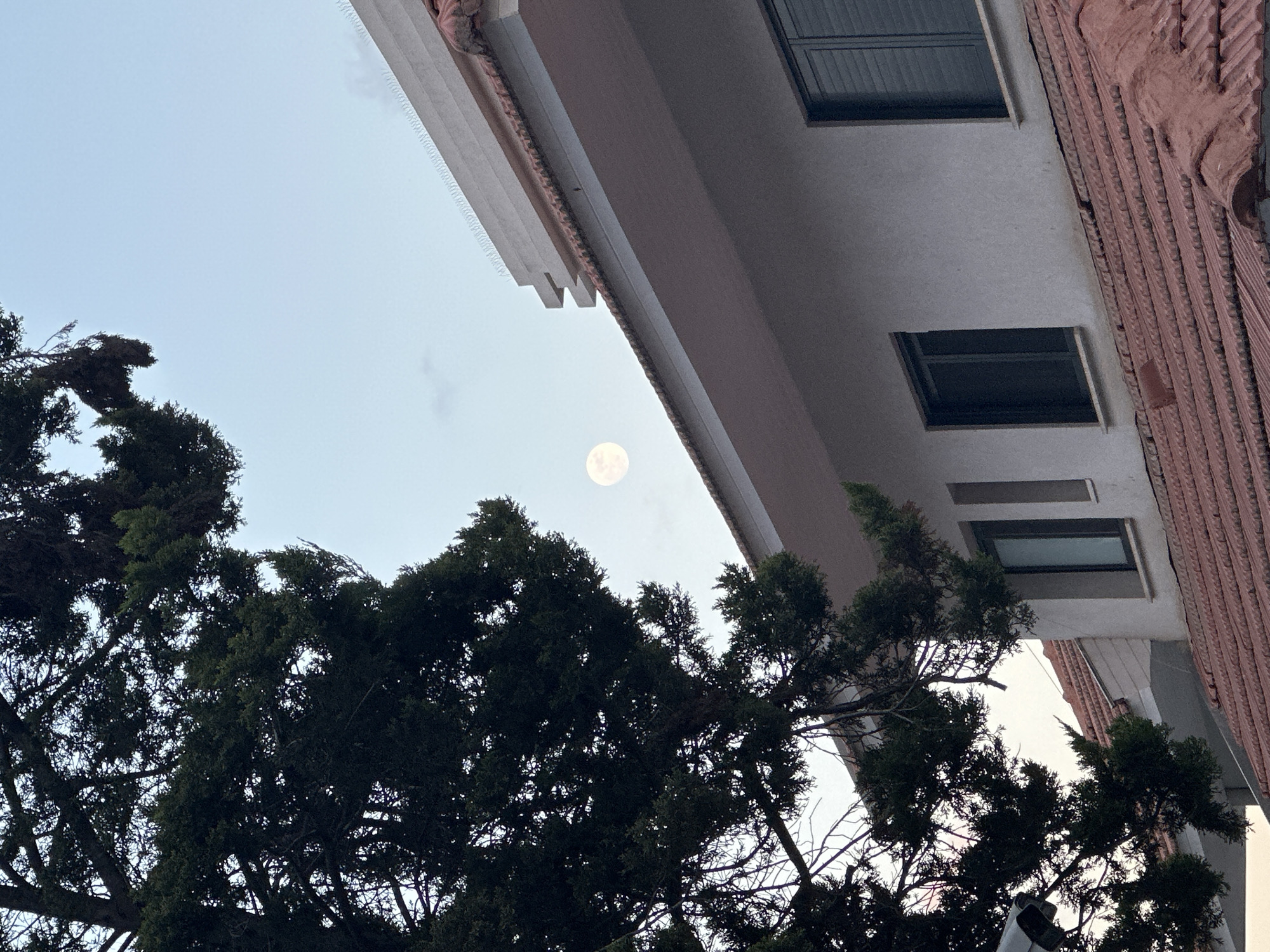 A low-angle shot captures a full moon positioned between tree branches and the corner of a building in Kfar Shmaryahu, Israel. The building has white siding and what appears to be a reddish-brown brick or tile facade on its side. Several rectangular windows are visible. Two dark green trees frame the left and right sides of the frame, partially obscuring the sky. The sky itself is a pale blue. No people are visible.