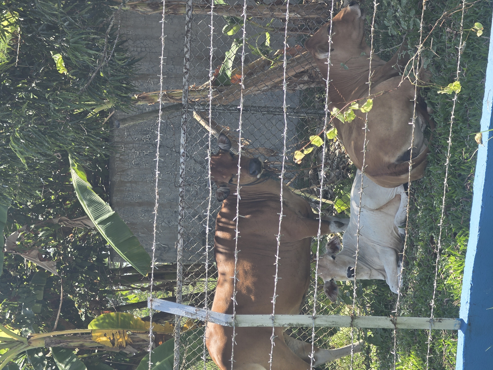 Two cows are behind a chain link and barbed wire fence. The cows are standing in a grassy area with other vegetation. The location is in Pintomakmur, Indonesia.