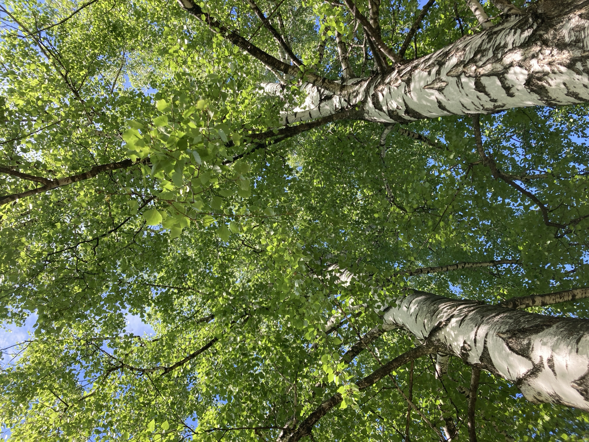 The image is a low-angle shot looking up into a canopy of birch trees with green leaves against a partly visible blue sky. Two main birch trunks, identifiable by their characteristic white bark with black markings, dominate the foreground, extending upwards and slightly angled towards each other. The leaves are dense and mostly green, with some variation in color suggesting varying levels of sunlight exposure. Thin branches extend in various directions, creating a complex network against the sky. The location is possibly the city of Chaikovsky, Russia. There is no presence of people visible in the image.