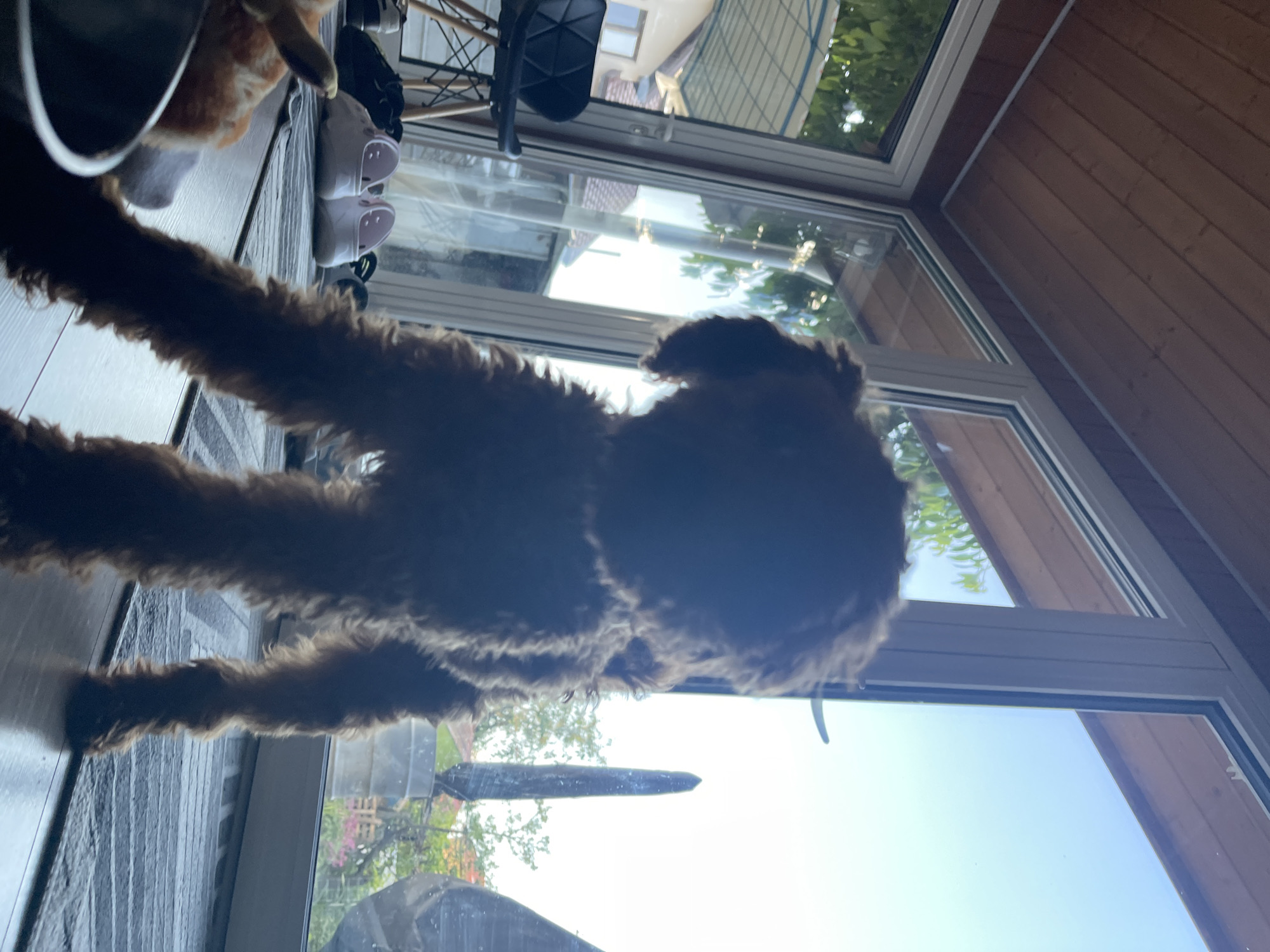 The image depicts a brown, fluffy dog on a windowsill inside a room with large windows. Outside the window, foliage and buildings are visible. Other objects such as shoes and a chair are partially visible. The scene appears to be indoors. There is no indication of the specific location in Sofia, Bulgaria.