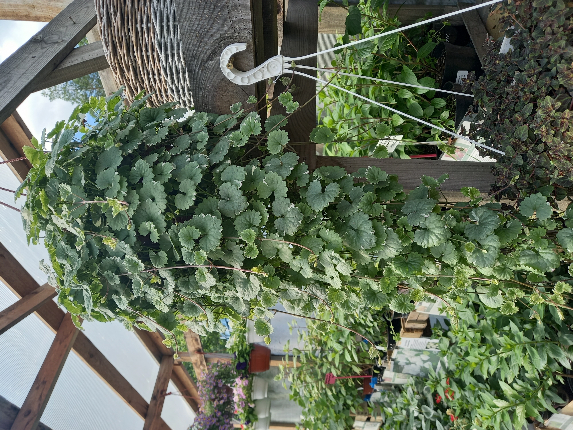 The image depicts a nursery or garden center, possibly located in Aramil, Russia. A large, hanging plant with cascading green leaves dominates the center of the frame. The plant is suspended from wooden beams under a translucent, corrugated roof structure, suggesting a greenhouse environment. In the background, other potted plants are visible, including some with purple and pink flowers and a cluster of darker, smaller-leafed plants in the foreground. A woven basket and a white plastic plant hanger are also present, attached to wooden shelving. The overall scene is one of abundant plant life and commercial horticulture. There are no people visible in the image.