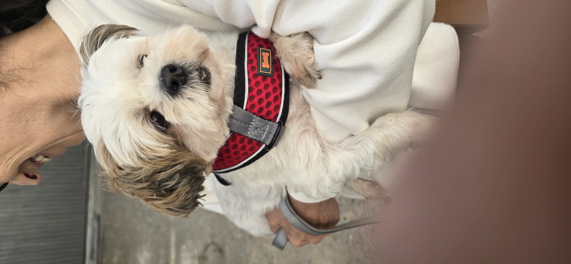 A Shih Tzu dog, wearing a red and black patterned harness, is being held by a person. The dog's face is the primary focus, with its white and tan fur clearly visible. Its eyes are dark and its nose is black. The person holding the dog is wearing a white hooded sweatshirt. A grey leash is attached to the harness and held by the person. The background is blurred, but appears to be an indoor setting with neutral-toned walls and flooring. The lighting suggests daytime. The overall mood is affectionate and relaxed, with the dog appearing comfortable and trusting in the person's arms. A small orange tag with a bone symbol is visible on the dog's harness. The tag has some unreadable text on it.