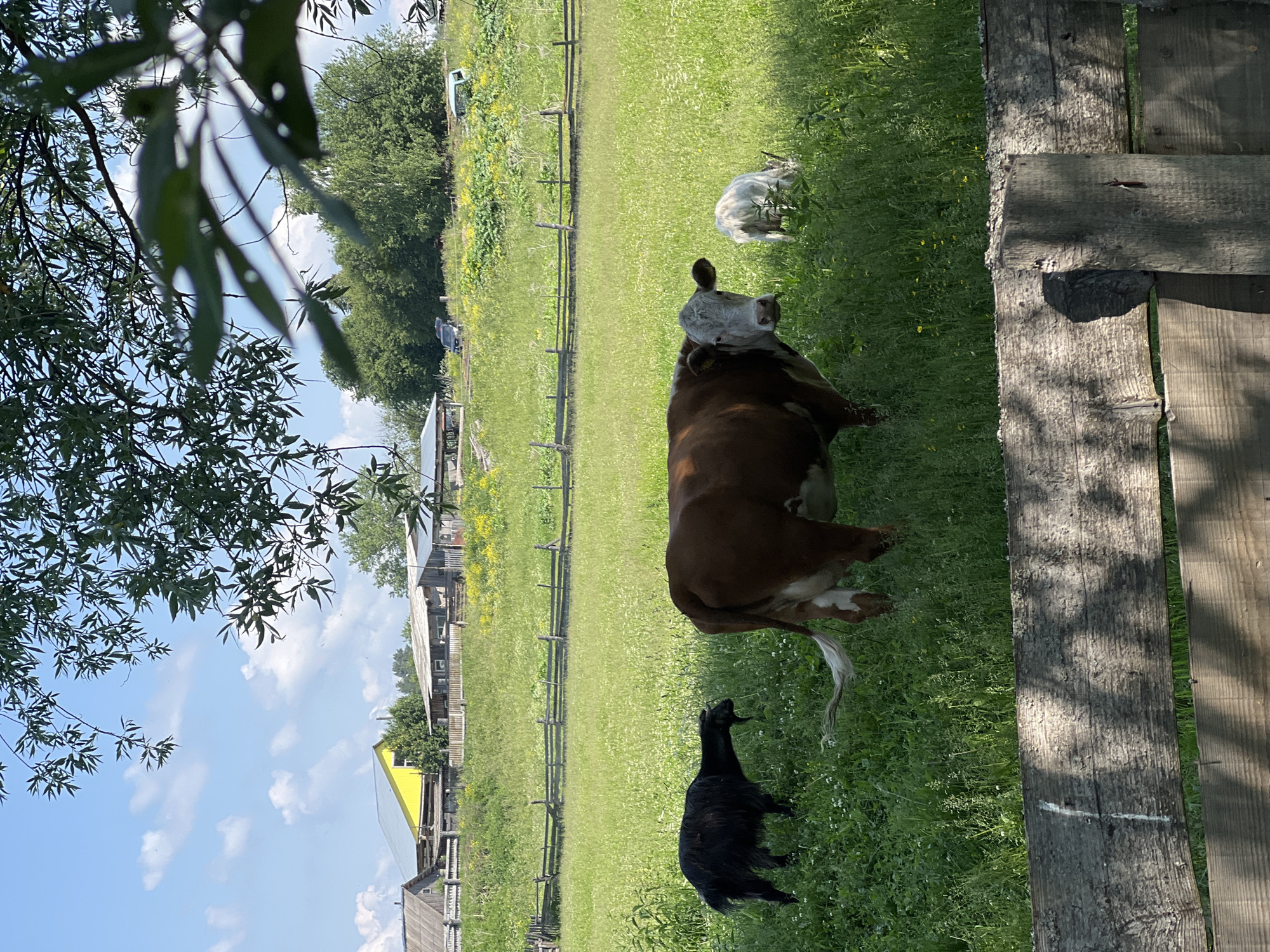 The image depicts a rural scene in the village of Alnash, Russia, under a partly cloudy blue sky. In the foreground, a weathered wooden fence partially obscures the view. Beyond the fence, a lush green meadow stretches out, dotted with small white flowers and a scattering of yellow wildflowers.
Several farm animals are grazing in the meadow. On the left, a black goat with a beard is standing. To its right, a brown and white cow is facing the camera, its head turned slightly. Further to the right, a white sheep or goat is grazing.
In the middle ground, a wooden fence runs horizontally across the field, dividing it. Behind this fence, a gentle slope rises, covered in more green grass and wildflowers.
In the background, several buildings are visible. On the left, a traditional wooden house with a grey roof is present. Next to it, a building with a striking bright yellow roof stands out. Further to the right, a longer, low-lying structure with a grey roof appears to be a barn or outbuilding. Trees and vegetation surround the buildings, suggesting a residential or farmstead area. Two cars, one dark and one lighter colored, are parked in the distance near the buildings. The overall impression is one of a peaceful, sunlit day in a rural Russian setting.