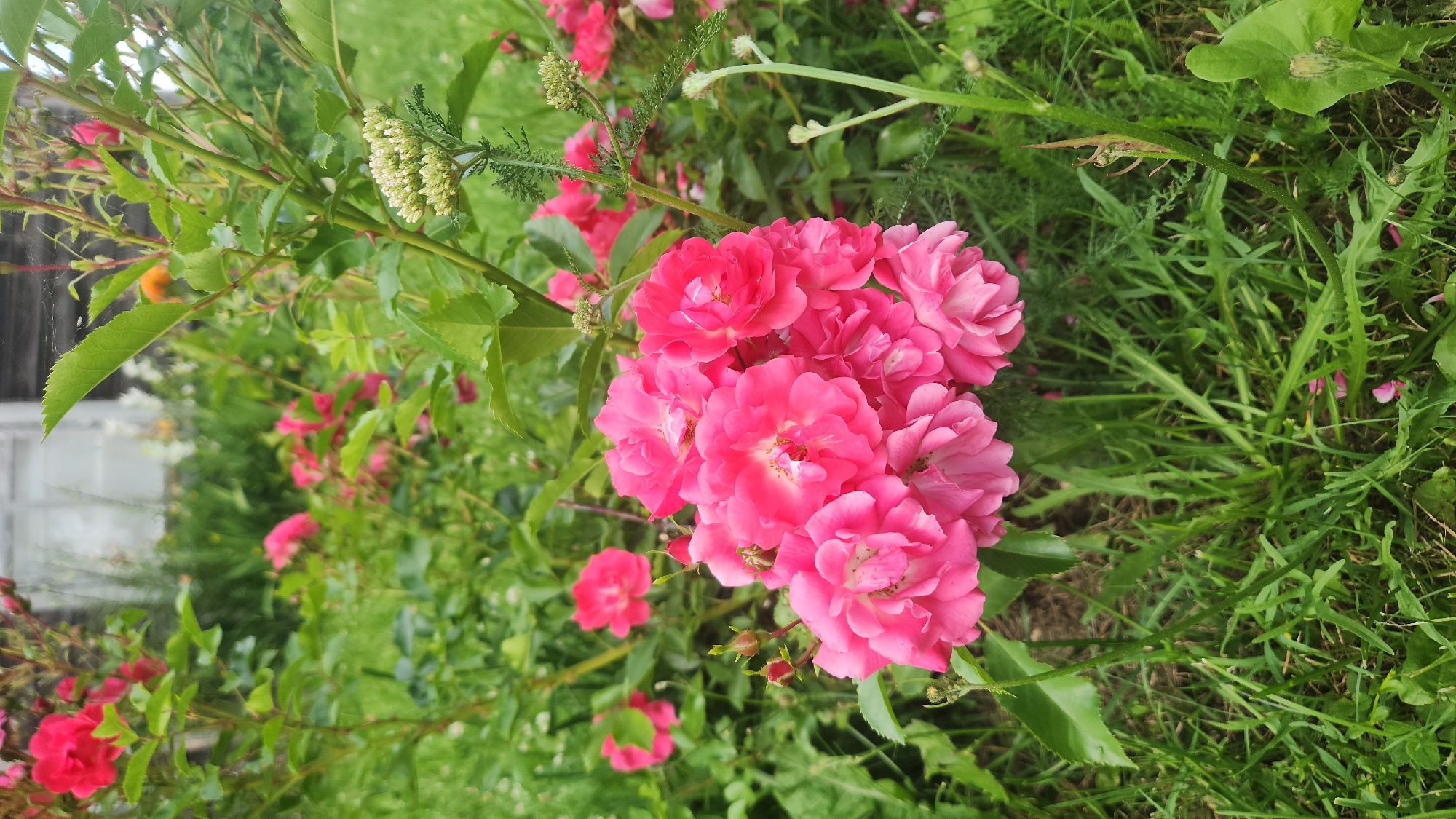 A close-up, eye-level shot of a cluster of bright pink roses in full bloom, set against a backdrop of lush green foliage and grass. The roses are the dominant subject, with their delicate petals unfurling in the soft, natural light. Some rosebuds are visible, hinting at further blooms. Behind the roses, the background is a blur of green leaves and stems, with hints of other pink flowers in the distance. The overall impression is one of a vibrant, blooming garden, possibly in Ezernieki, Latvia, given the context. The image captures the beauty and tranquility of nature.
