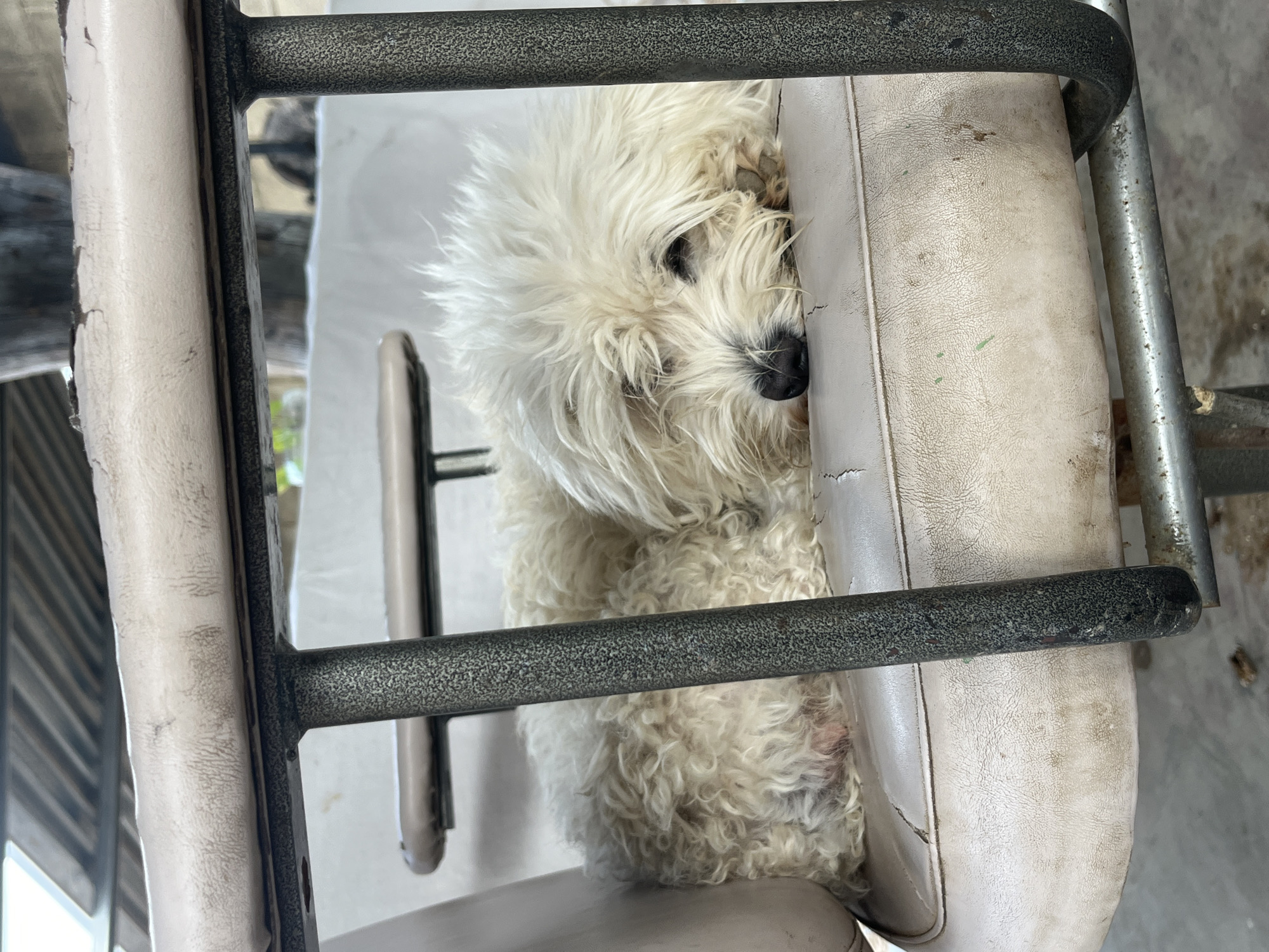 A white, fluffy dog with dark eyes and a black nose is resting within the frame of a chair. The chair is upholstered in light-colored material and shows signs of wear and age. The chair frame is made of dark-colored metal. The background is blurred, but suggests an outdoor setting, possibly a patio or similar area. The location is unknown; no information is available to conclude the location to be in Juan Griego, Venezuela.