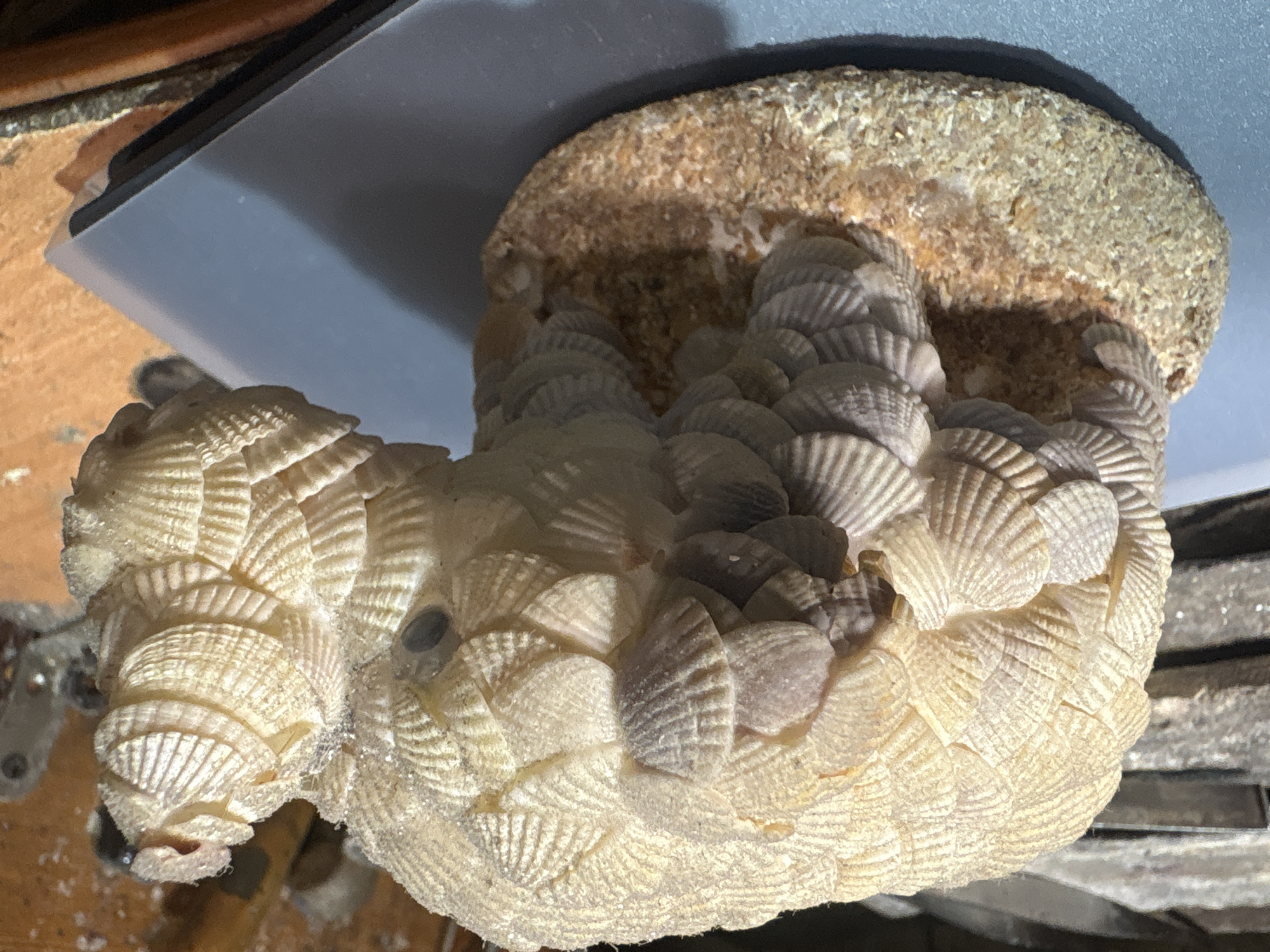 A close-up, angled shot captures a decorative object entirely covered with numerous small bivalve shells. The object has an irregular, organic shape, tapering slightly towards one end. The shells are predominantly light cream to off-white, with some displaying subtle greyish or purplish tints, and are arranged in an overlapping, scale-like pattern, creating a highly textured surface. The individual shells exhibit distinct radial ridges.
A dark, circular void or hole is visible on one side of the shell-covered structure, potentially an intentional design element or an opening within the construction. The upper part or base of the object is made of a coarse, granular material resembling cemented sand or small pebbles, in shades of brown and tan.
The object rests on an indeterminate surface, with a dark, flat, rectangular item (possibly a book or stand) partially visible in the upper left background, beneath the granular base. The background is mostly blurred, showing warm, reddish-brown tones, possibly a wooden surface, and some indistinct metallic or grey elements to the right. The lighting suggests an indoor setting, likely under artificial light, casting some subtle shadows that highlight the textures. No activity is taking place, and there is no visible text.