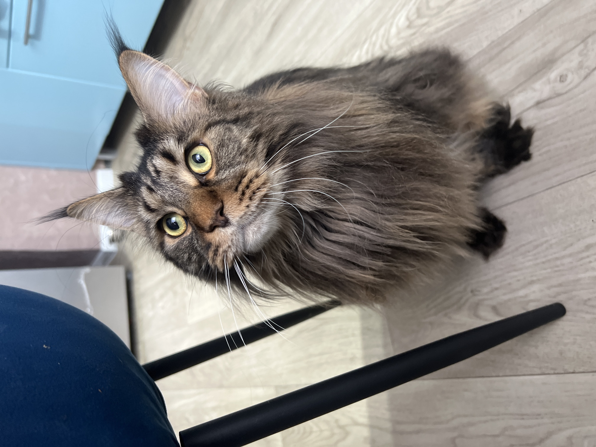 A Maine Coon cat is lying on a light-colored wooden floor, looking up at the camera. The cat has tabby markings, long fur, and striking green eyes. Its ears are pointed, with tufts of fur extending from the tips. The cat's long white whiskers are prominent. In the foreground, a portion of a dark blue object, possibly furniture, is visible on the left, and two black chair legs are angled across the floor. In the background, a light blue cabinet or cupboard can be seen. The lighting suggests an indoor setting, likely during the day. There is no visible text in the image.