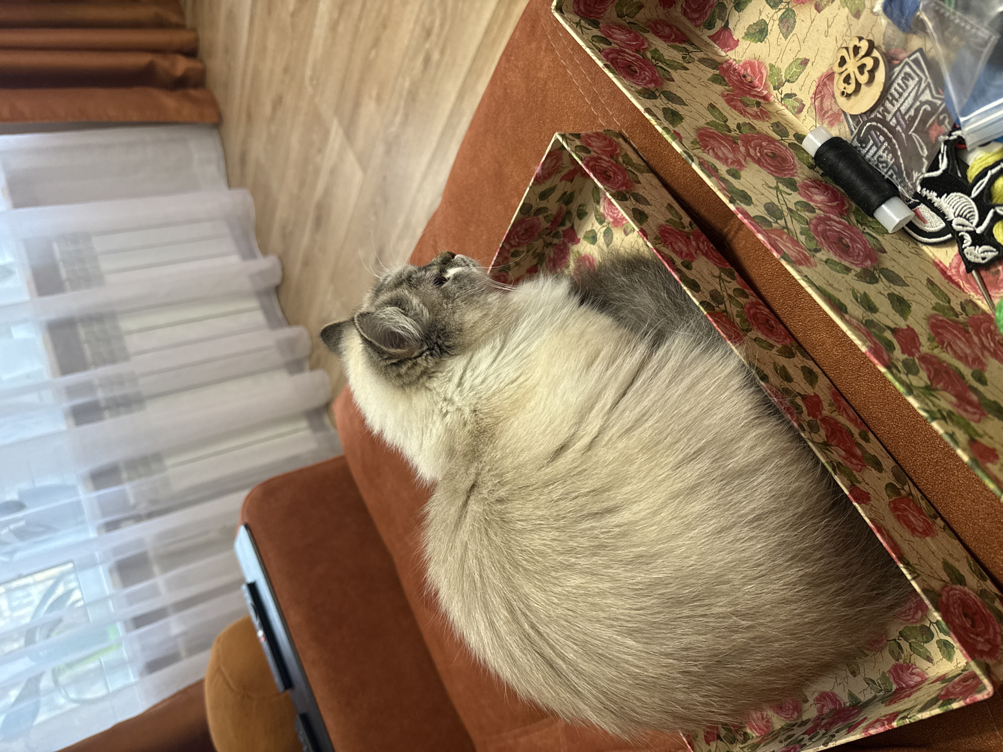 A fluffy cat is curled up inside a floral-patterned box. The box is sitting on a brown upholstered surface, likely a sofa or chair. The interior of the box contains a spool of black thread and other small sewing notions. To the left of the box and cat, sheer white curtains are visible. The location is likely indoors, but the specific location in Rostov-on-Don, Russia, is not discernible from the image.