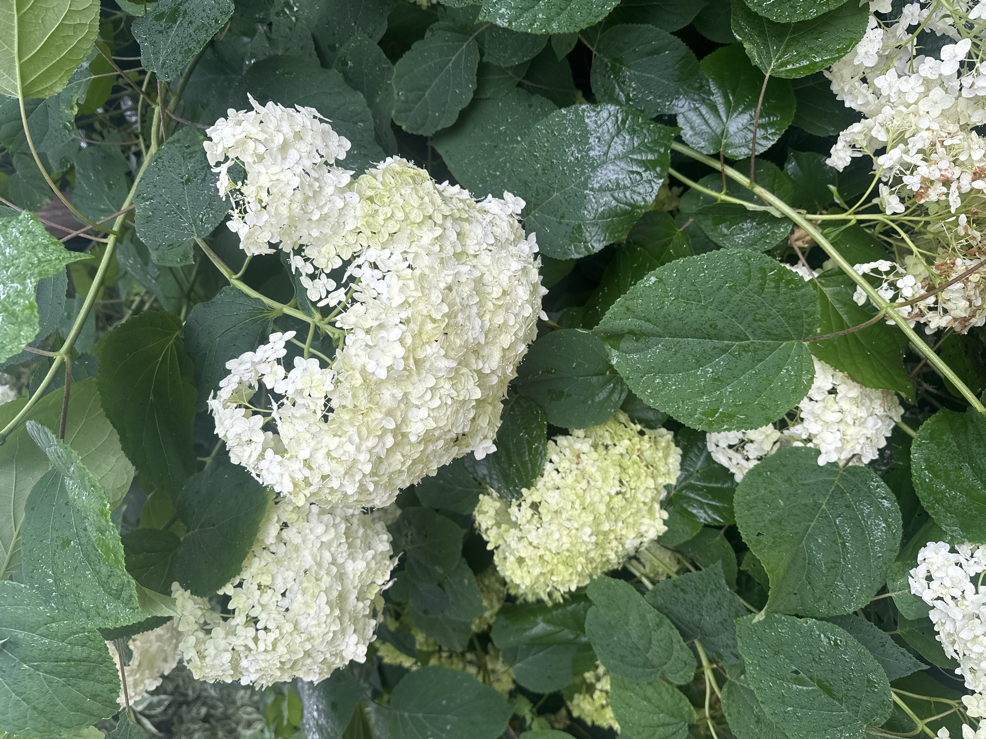A close-up, overhead shot captures a cluster of white hydrangeas, some of which are still in bloom and others that have begun to dry and brown. The flowers are surrounded by dark green, wet leaves, indicating recent rain. The image does not provide any information about the location in Staritsa, Russia, nor does it feature any people, actions, or interactions.