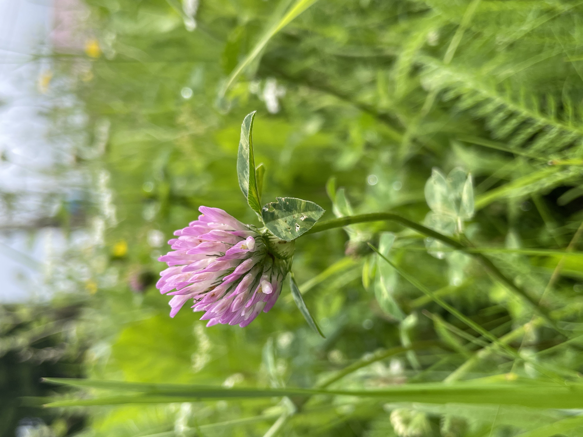 A close-up, low-angle shot captures a pink clover flower in focus, set against a blurred background of green grass and other wildflowers. The clover's petals are a vibrant pink, transitioning to white at the tips, and its leaves are visible, showing a distinctive mottled pattern. The surrounding vegetation is lush and verdant, with hints of other blossoms and tall grass blades framing the central subject. The scene is set outdoors in a natural environment, possibly a meadow or field, suggesting a peaceful, rural setting. The lighting is soft, indicating natural daylight. There are no people or man-made objects visible in the frame.