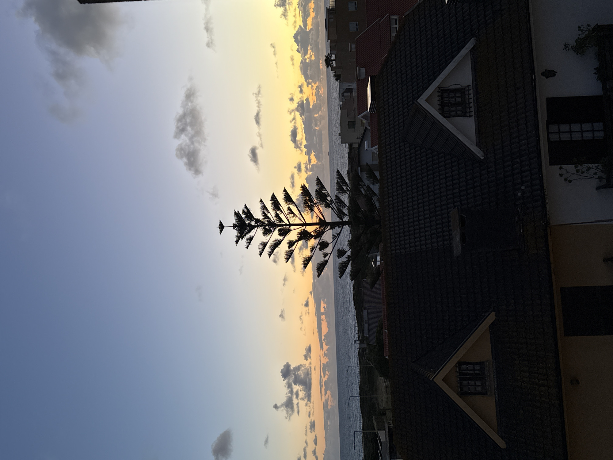 The photograph captures a scene at dusk or dawn in Vila Nova de Gaia, Portugal. The horizon features a sky with a gradient of light blue to yellow, punctuated by scattered clouds. A body of water, presumably the Atlantic Ocean, is visible along the horizon.
A tall, thin tree with distinctive, symmetrically arranged branches stands in the foreground. To the right of the tree are rooftops and parts of buildings, including those with dormer windows and dark-tiled roofs. The houses vary in color and architectural style.
The photograph appears to have been taken from an elevated position, possibly from a higher floor of one of the buildings in the scene. There are no people visible in the image.