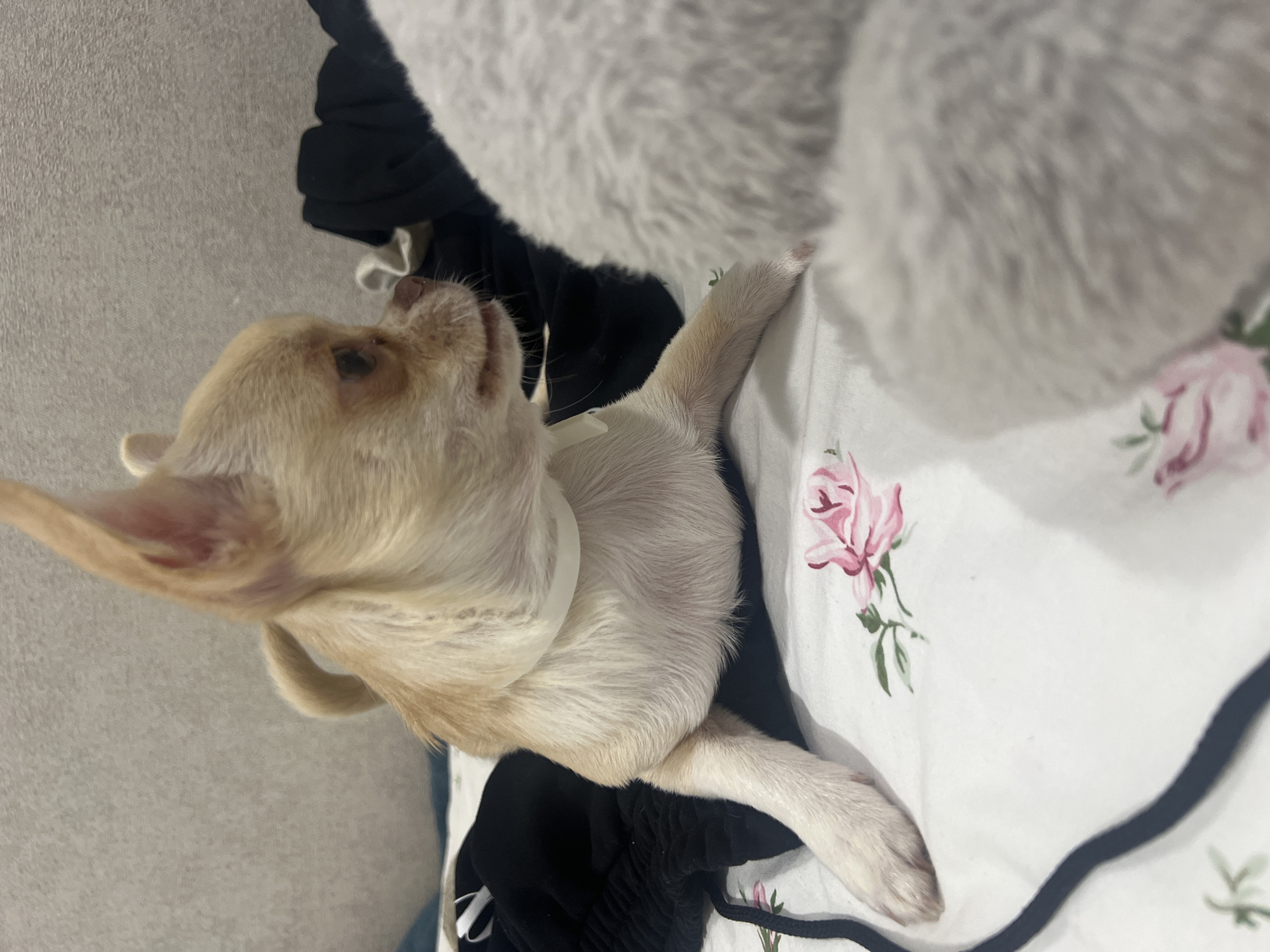 A light brown chihuahua dog is lying on a bed with a floral print duvet cover. The dog is facing to the right, with its head turned to the side. In front of the dog, a fuzzy gray object, possibly a blanket or a stuffed animal, is visible. Behind the dog, black clothing is laid out. The background appears to be a textured gray wall. The image is taken from a low angle, looking up at the dog. The dog is wearing a thin white collar. There are no people in the image. The scene is indoors, on a bed. There is no information in the image to determine its location in the city of Kudymkar, Russia.