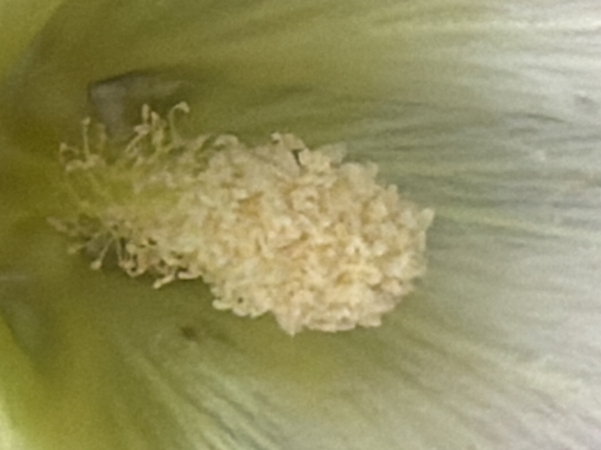 A close-up, macro photograph captures the intricate details of a pale yellow flower's stamen and pistil, set against the soft green backdrop of its petals. The stamen, a cluster of delicate, thread-like filaments tipped with pollen, forms the central focus. The pistil, which appears to be a fused structure, is less defined. The lighting is soft, creating subtle shadows that highlight the textures of the flower's reproductive organs. The overall impression is one of delicate beauty and natural detail. There are no people, animals, or any other objects visible in the image, and no identifiable elements place this image in the city of Tyumen, Russia.