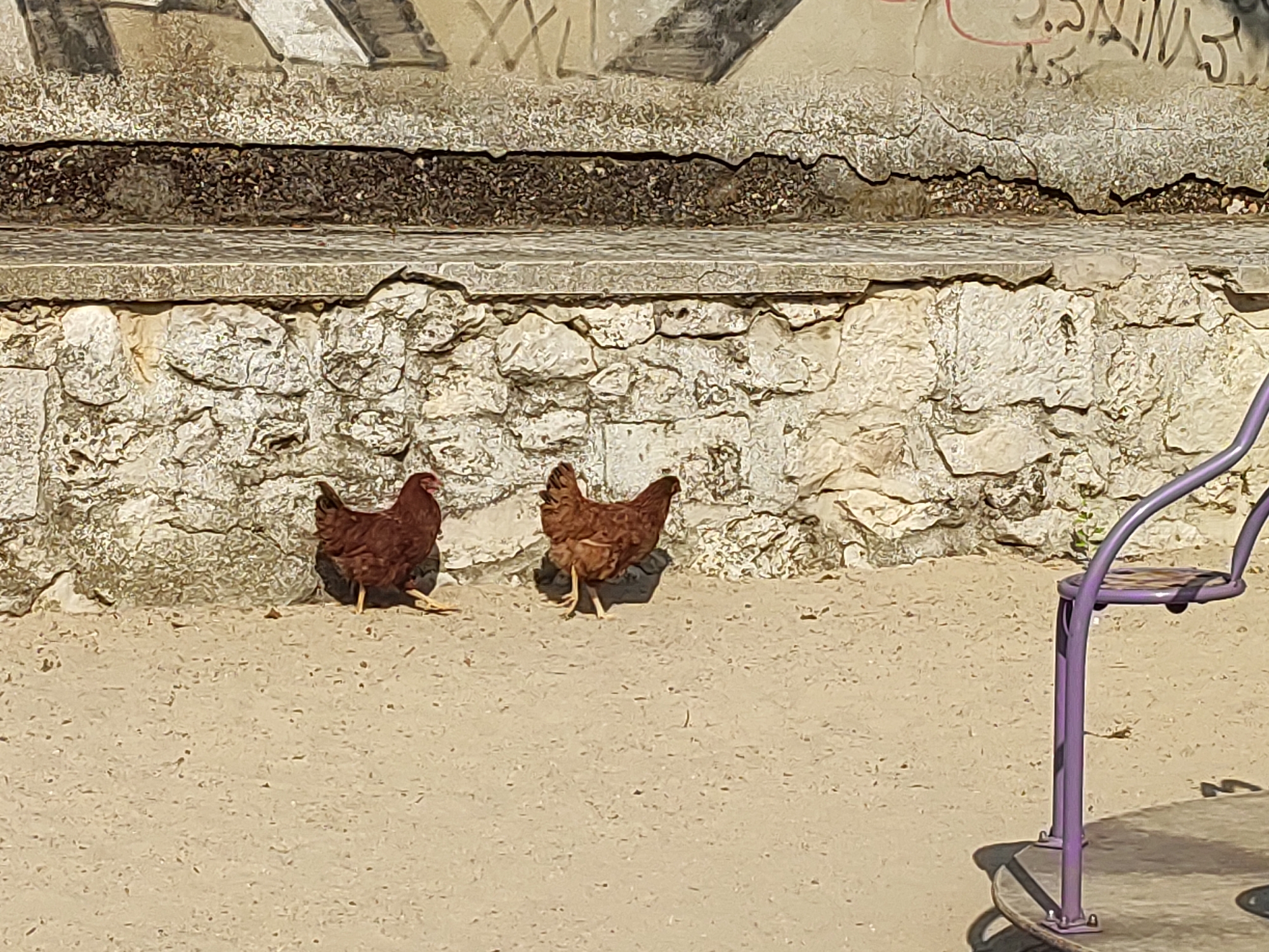 Two brown chickens are standing on a sandy ground in front of a rough stone wall. The chickens are facing towards the left side of the image, with their backs mostly towards the viewer. The stone wall appears to be part of an outdoor structure, possibly a terrace or a garden area. Behind the stone wall, there is a concrete ledge and then a wall with graffiti. To the right of the chickens, a portion of a purple metal playground carousel is visible, casting a shadow on the ground. The scene is illuminated by sunlight, creating distinct shadows. The location is identified as Traspinedo, Spain, suggesting this is an outdoor public space.