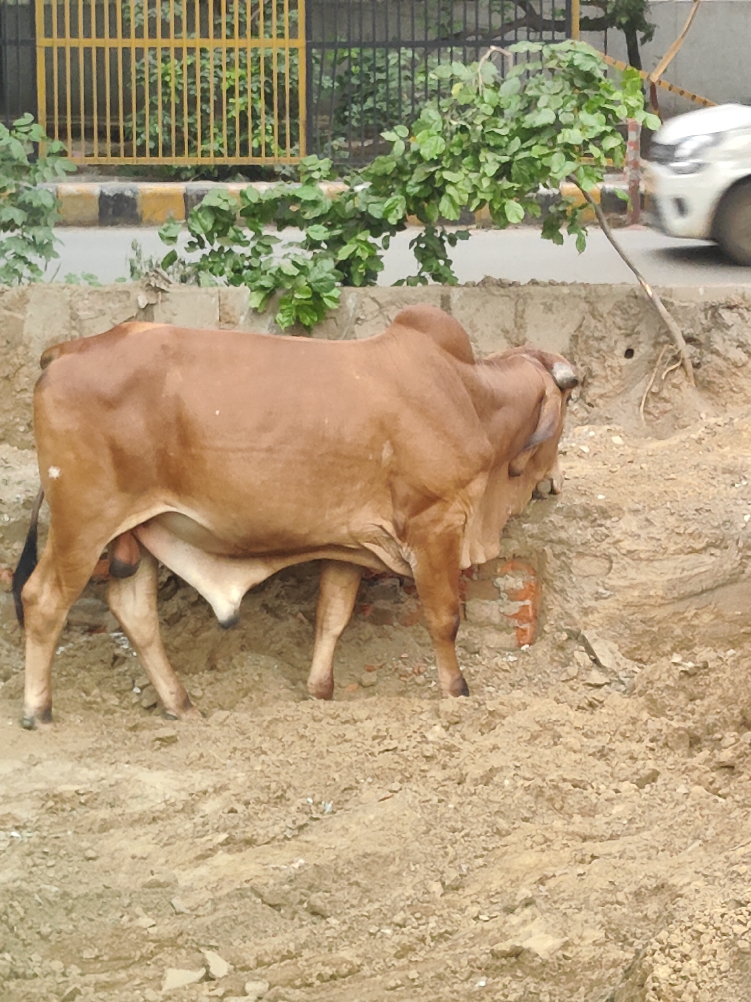 A brown cow is standing on a dirt embankment. The cow is facing to the right and its head is lowered, as if it is eating or sniffing the ground. The cow is partially obscured by the embankment. In the background, there is a yellow metal fence, green foliage, and a white car driving on a road. The scene appears to be in an urban or semi-urban environment. The image was captured in Gurgaon, India.