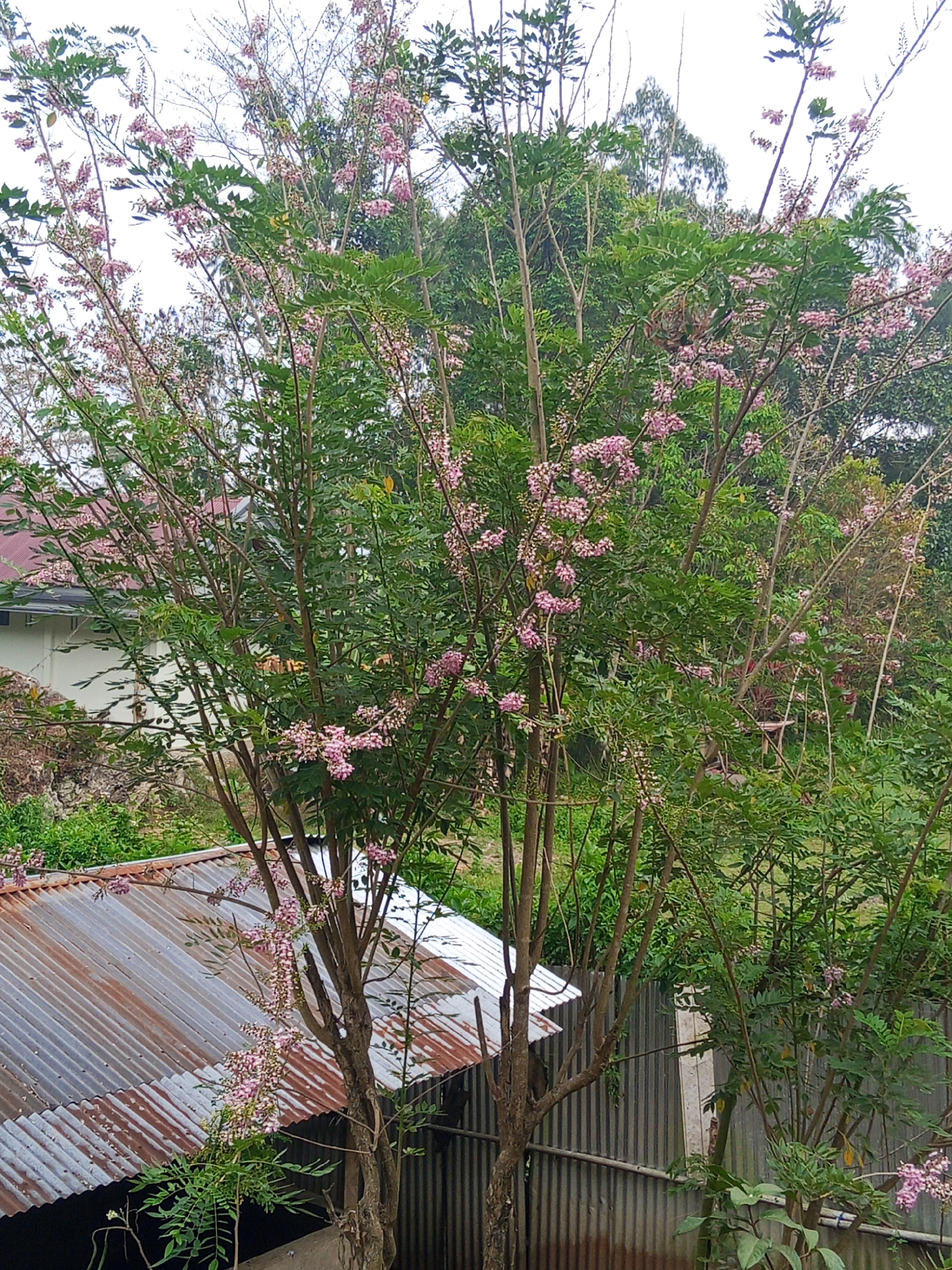 The image shows a close-up of a tree with small pink flowers and green leaves. The tree is in bloom and its branches extend upwards and outwards. In the background, there are buildings with red tiled roofs, a corrugated metal fence, and lush green vegetation. The sky is overcast, suggesting a cloudy day. The scene appears to be in an outdoor setting, possibly a garden or a yard, with a residential area visible in the distance. The overall impression is one of natural beauty with elements of human habitation.