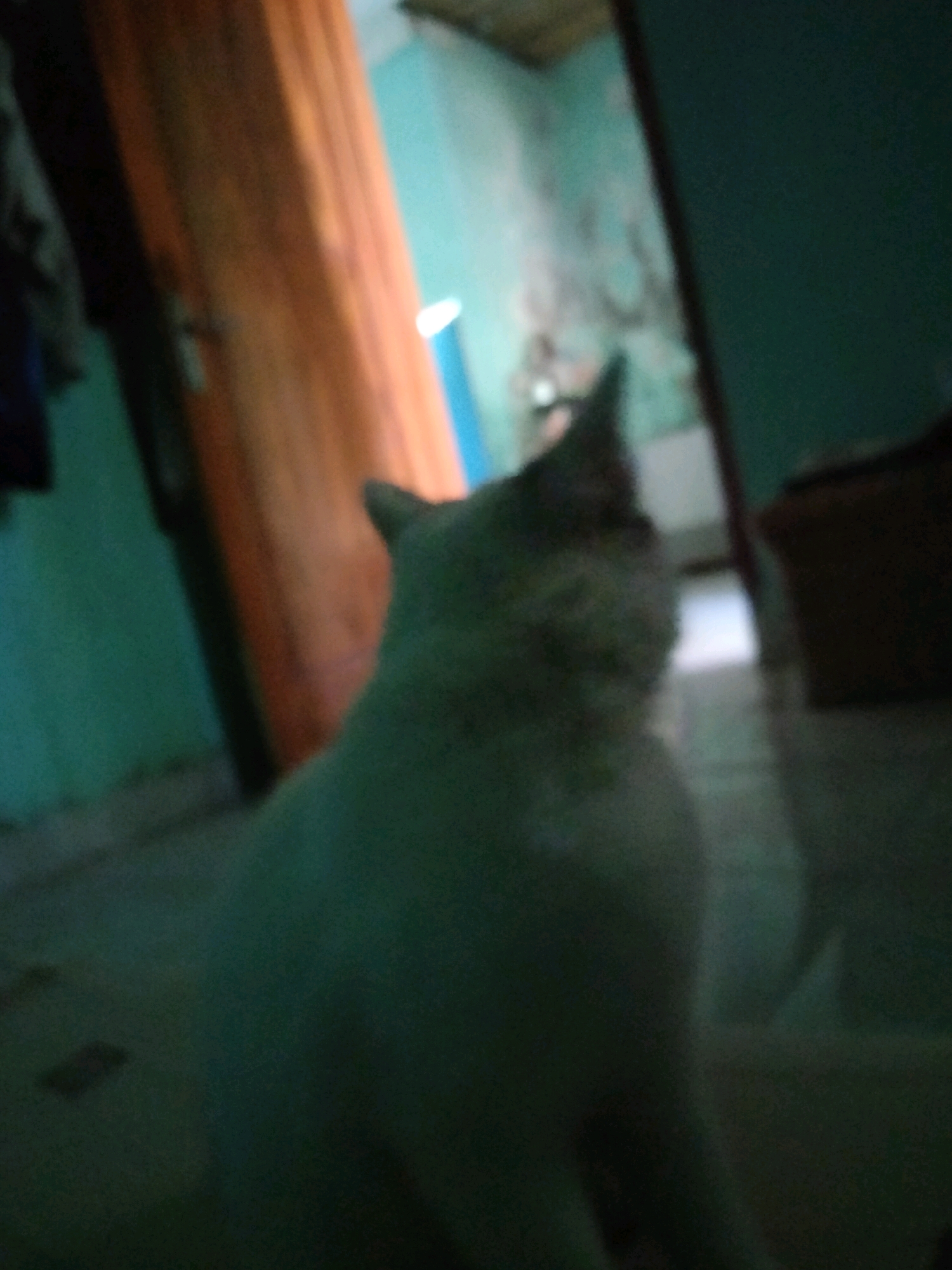 A cat is visible in the foreground of the image, appearing to be white with some darker markings on its head. The cat is facing away from the camera and appears to be in motion. The background is out of focus but suggests an indoor environment with a wooden door and teal-colored walls. The lighting is dim, creating a shadowy atmosphere. The location is identified as Sidorejo, Indonesia, but no specific landmarks or contextual details are provided.