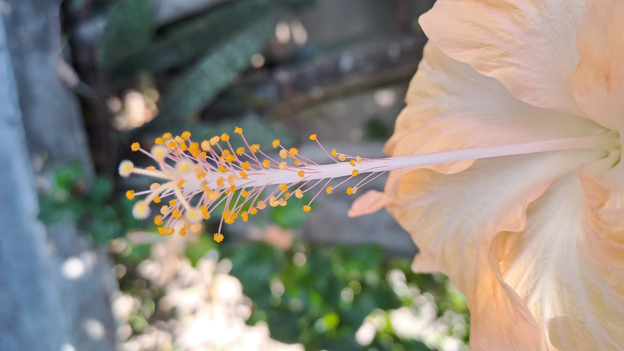 This is a close-up, vertical, eye-level shot of the pistil and stigma of a pale orange hibiscus flower. The pistil, a delicate, pale pink structure, hangs down and is adorned with numerous tiny, bright yellow pollen-bearing anthers clustered along its length. The petals of the hibiscus, soft and textured, frame the top of the image, emitting a gentle glow from the sunlight. The background is softly blurred, showing hints of green foliage and a grey concrete surface, suggesting an outdoor setting. The scene is located in Lhokaweawe, Indonesia.