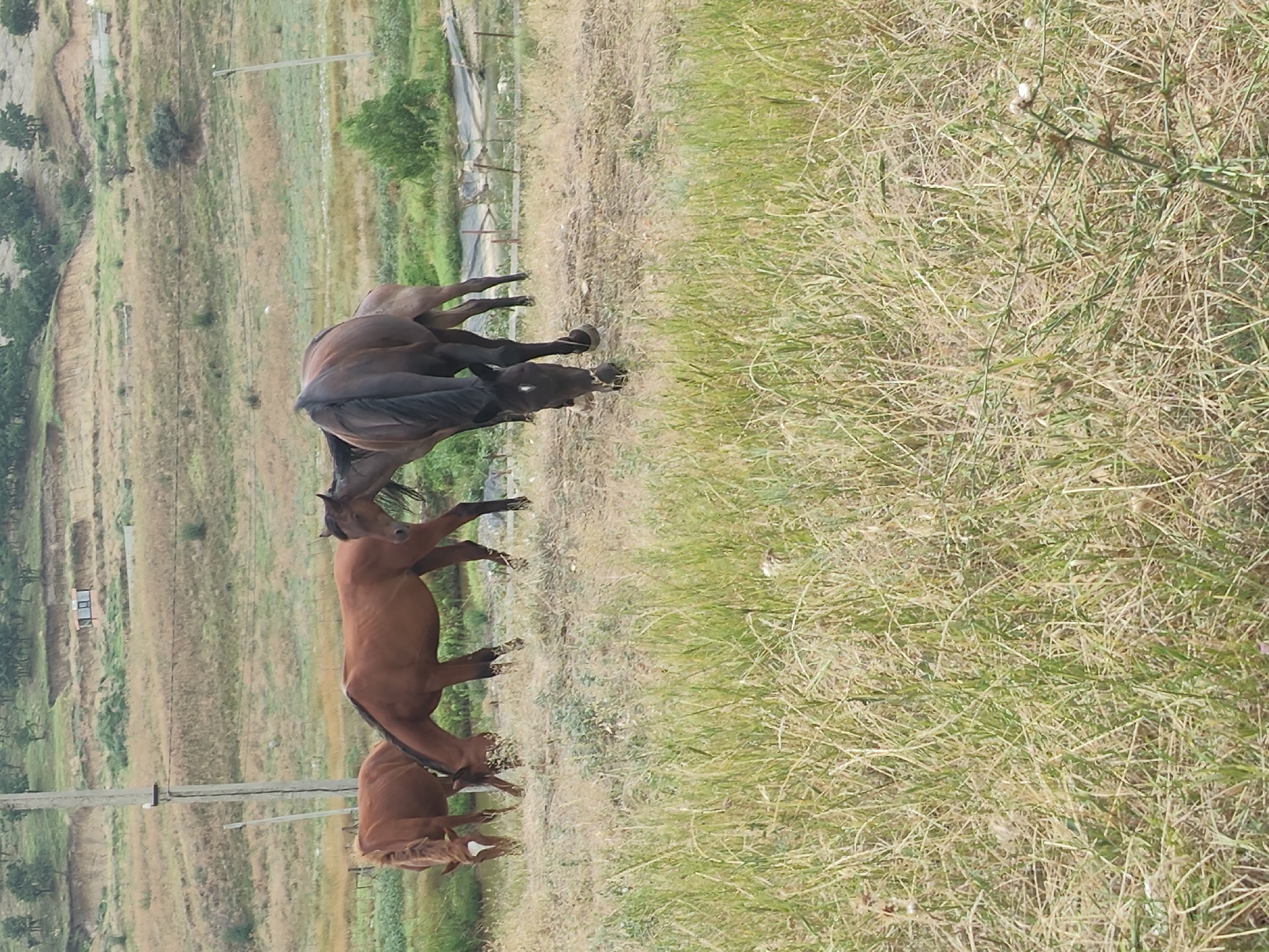A herd of four horses grazes in a field of dry grass and some greenery. The horses are of varying shades of brown, with one appearing to be dark brown or black. The field is situated on a gentle slope, with trees visible in the background on the top of a hill. A utility pole stands to the left of the frame. In the far background, a small, orange building with a white roof is visible on the hillside, with a fence or retaining wall in front of it. The overall environment appears to be rural.