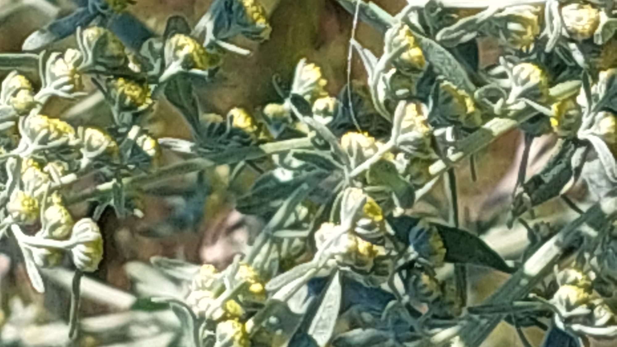 This is a close-up, vertical, full-frame, eye-level shot of a plant with small, clustered yellow flowers and grayish-green, fuzzy leaves. The plant appears to be outdoors, with a blurred, neutral-colored background that could suggest a natural or cultivated setting. The lighting is natural, casting soft shadows. The focus is on the intricate details of the plant's flowers and foliage. There are no people or discernible man-made structures visible in the image. The location in Kozarovychi, Ukraine, is not visually evident from the image itself.