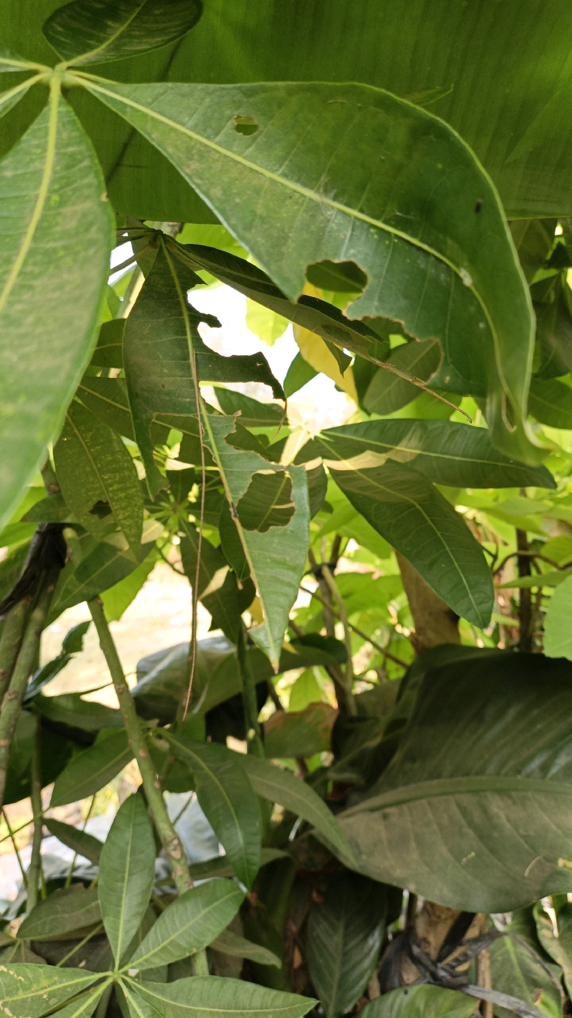 The image depicts a close-up view of several large, green leaves of a plant, with some leaves exhibiting holes or damage. The leaves are the primary focus, filling most of the frame and creating a dense, natural backdrop. The lighting suggests an outdoor environment, possibly a garden or park, with sunlight filtering through the foliage, creating some bright spots and shadows. The background is blurred, showing hints of more greenery and possibly a structure, but it is indistinct. The overall impression is of a lush, leafy plant, showing signs of natural wear and tear. There are no people, animals, or specific landmarks visible that would definitively place the scene in Cikal, Indonesia.