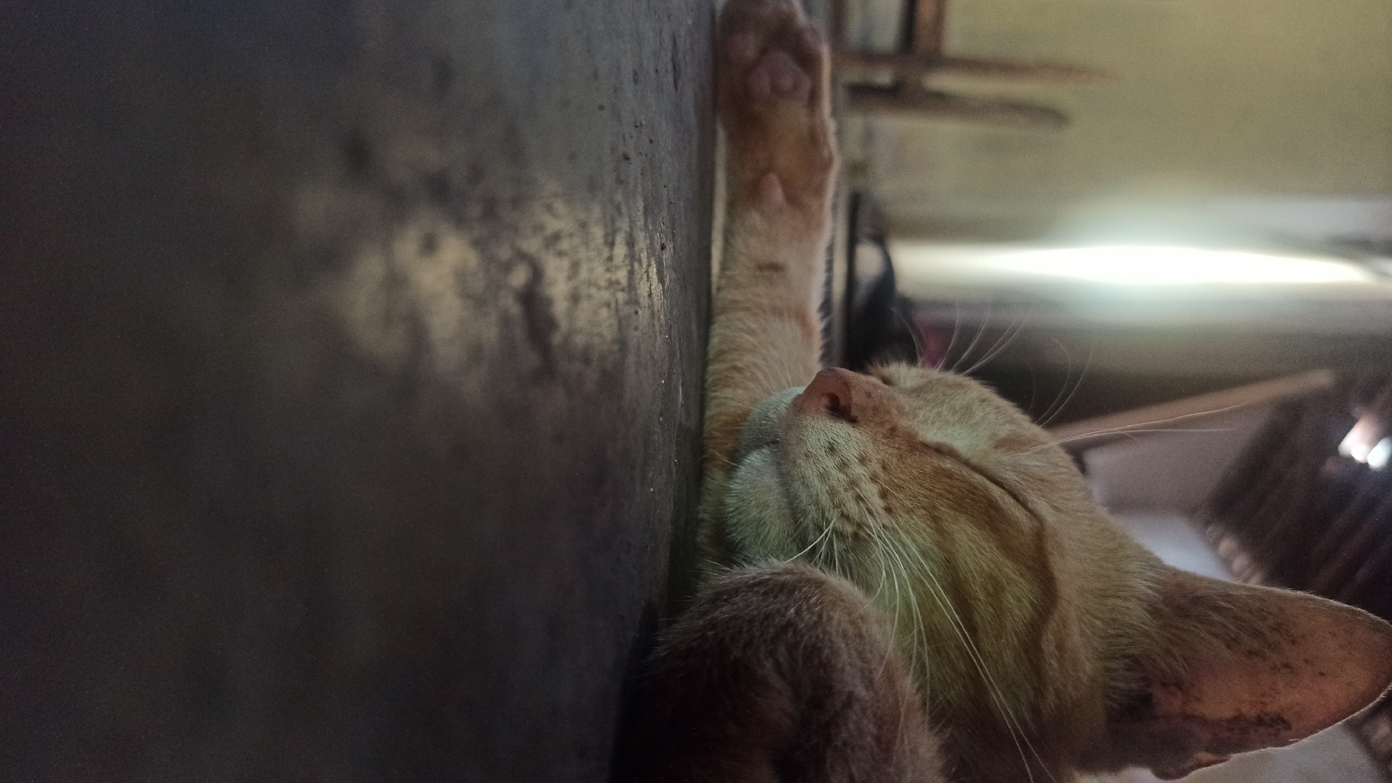 A close-up, low-angle shot shows an orange tabby cat sleeping on a dark, textured surface, likely concrete flooring. The cat is curled on its side, with its head resting on its paws. Its eyes are closed, and its whiskers are visible against its face. The cat's front paw is extended, revealing its pink toe beans. The background is blurred but suggests an indoor environment with soft lighting. The scene is calm and peaceful, capturing a moment of rest for the animal. The location is identified as Tuba, Indonesia.