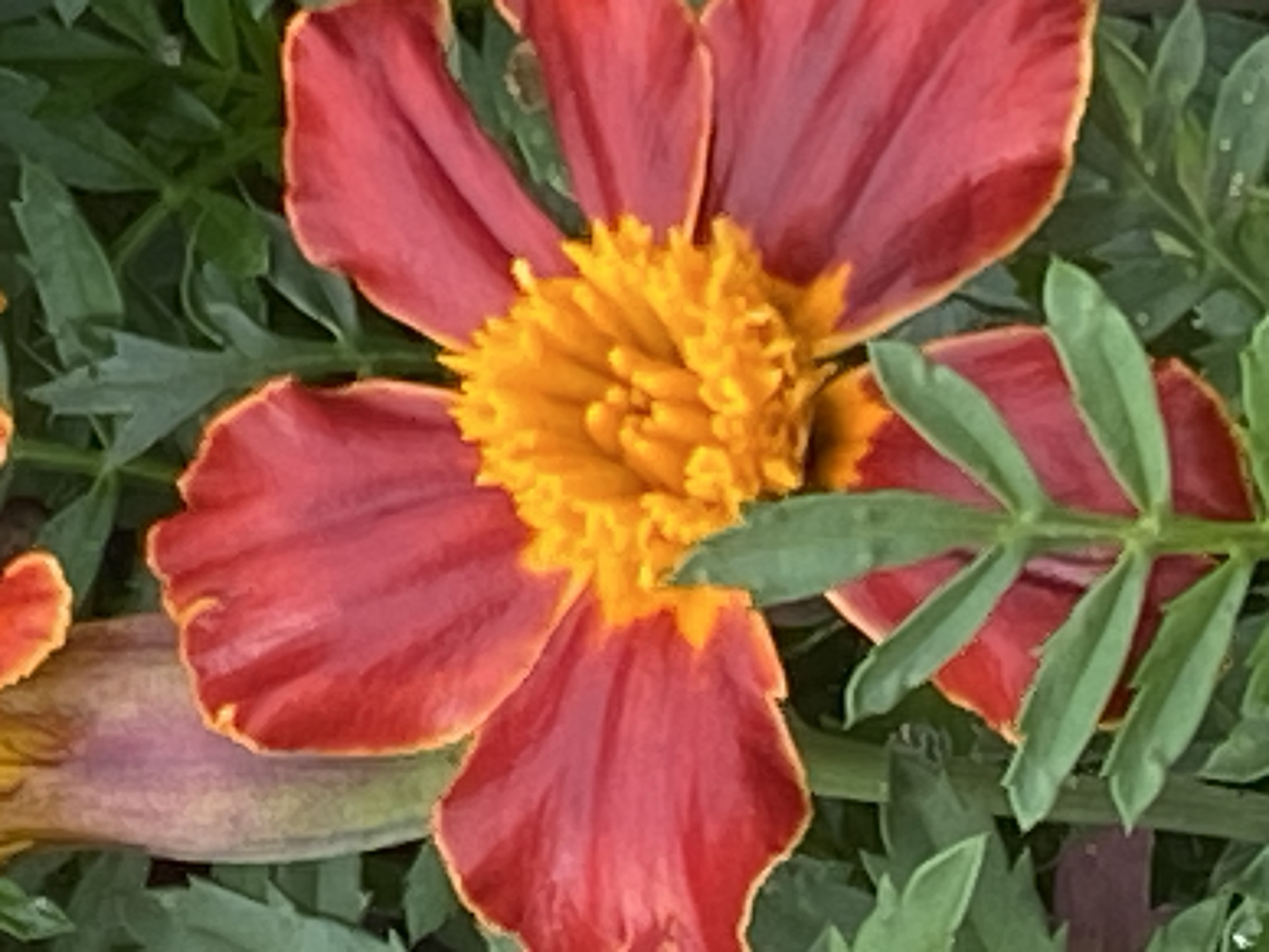 The image shows a close-up view of a red and orange marigold flower. The petals are a deep red with orange-yellow edges, and the center is a vibrant orange. Green leaves are visible around the flower, some in focus and some blurred. The background is a dark, out-of-focus blur of green foliage. There is no indication of any specific location in Novokuznetsk, Russia, or any people, actions, or interactions. The scene is entirely focused on the natural beauty of the flower.