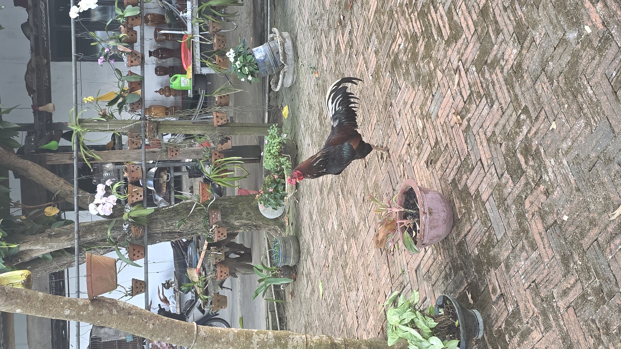 The scene shows a red-and-black rooster standing on a brick-paved ground in Ea Tê, Vietnam. The rooster is facing away from the camera, its tail feathers prominently displayed. Potted plants are scattered around the brick ground, including some climbing up a tree. A structure in the background appears to be decorated with numerous small potted plants, possibly orchids, suspended from the building. A motorbike is visible parked behind the tree.