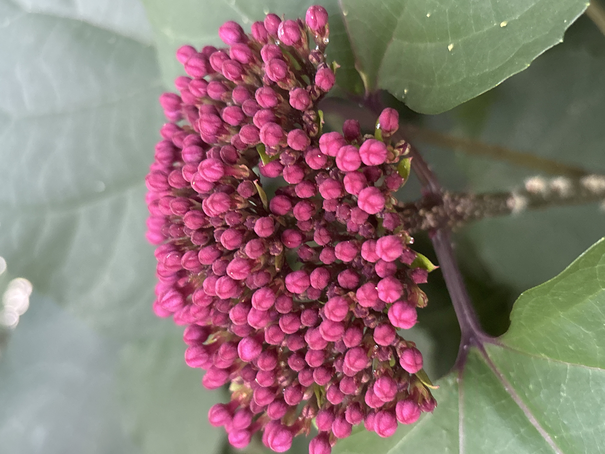 A close-up, eye-level shot showcases a cluster of vibrant pink flower buds, densely packed together. The buds are small and rounded, with a slightly fuzzy texture. Some appear to have tiny water droplets clinging to them. The flower cluster is supported by a dark, reddish-purple stem, which is partially visible. In the background, large, muted green leaves provide a soft backdrop. The lighting is diffused, suggesting an overcast day or a shaded location. There is no indication of the location being in the city of Sochi, Russia. The image is a still life of a plant.
