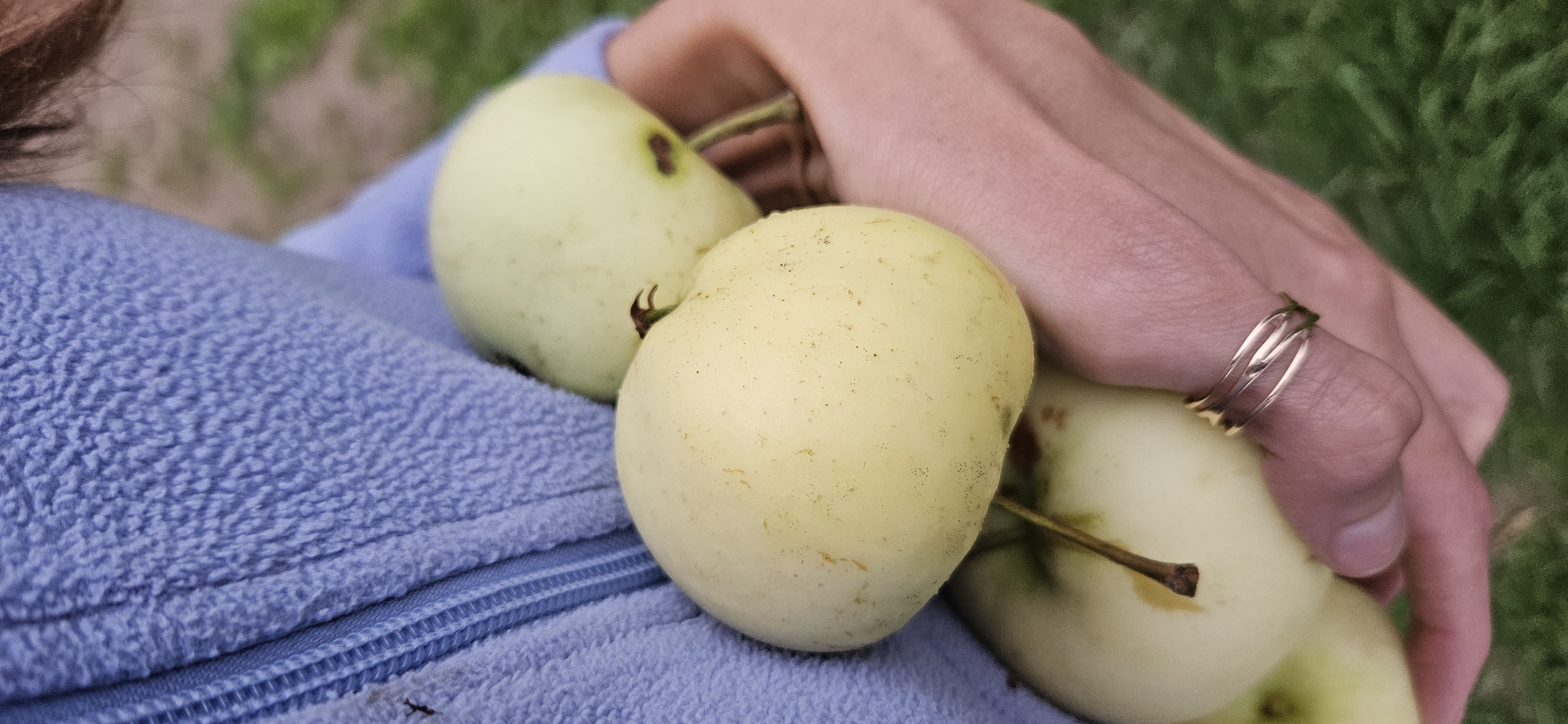 In Мазалаўскі сельскі Савет, Belarus, a close-up shot captures a person's hands holding several light-yellow apples. The person is wearing a blue fuzzy jacket with a zipper visible on the left side of the frame. The apples are smooth with small brown specks and some darker spots, and some have visible stems. The background is softly blurred, showing hints of green grass. A delicate gold ring with multiple thin bands is worn on one of the fingers. The lighting is natural and diffused.