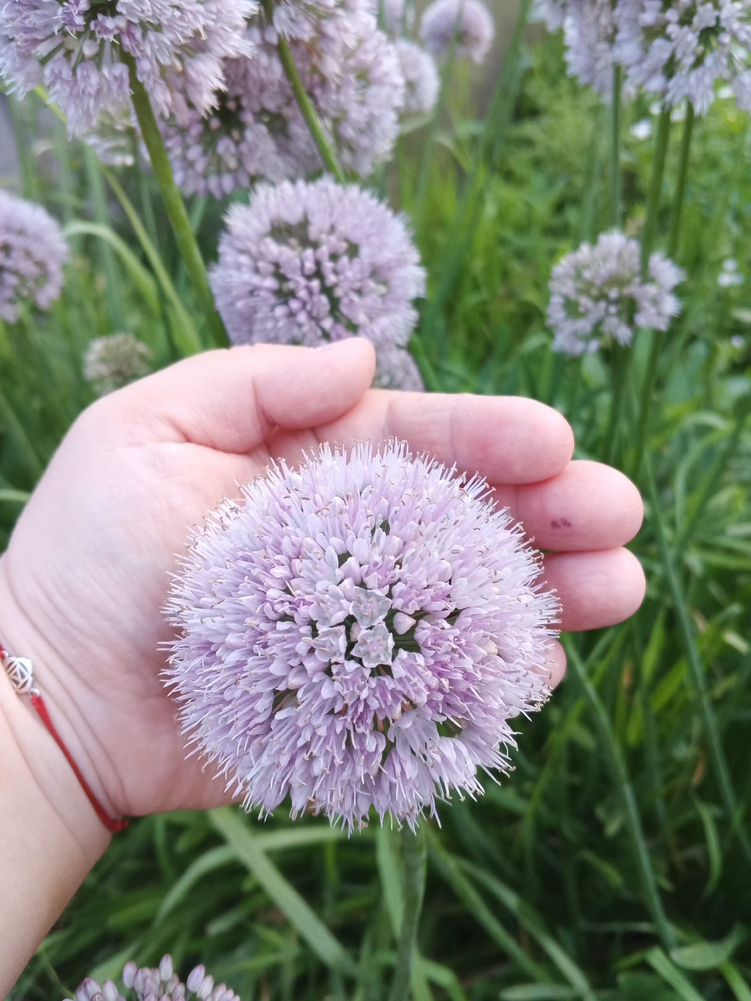In the city of Suvorov, Russia, a hand is holding a spherical purple allium flower. The flower is composed of many small florets and is surrounded by similar flowers and green foliage. The hand is light-skinned and has a red string bracelet with a silver charm on the wrist. The background is a blur of green plants and some of the purple flowers. The image is taken from a close-up perspective, focusing on the flower and the hand.