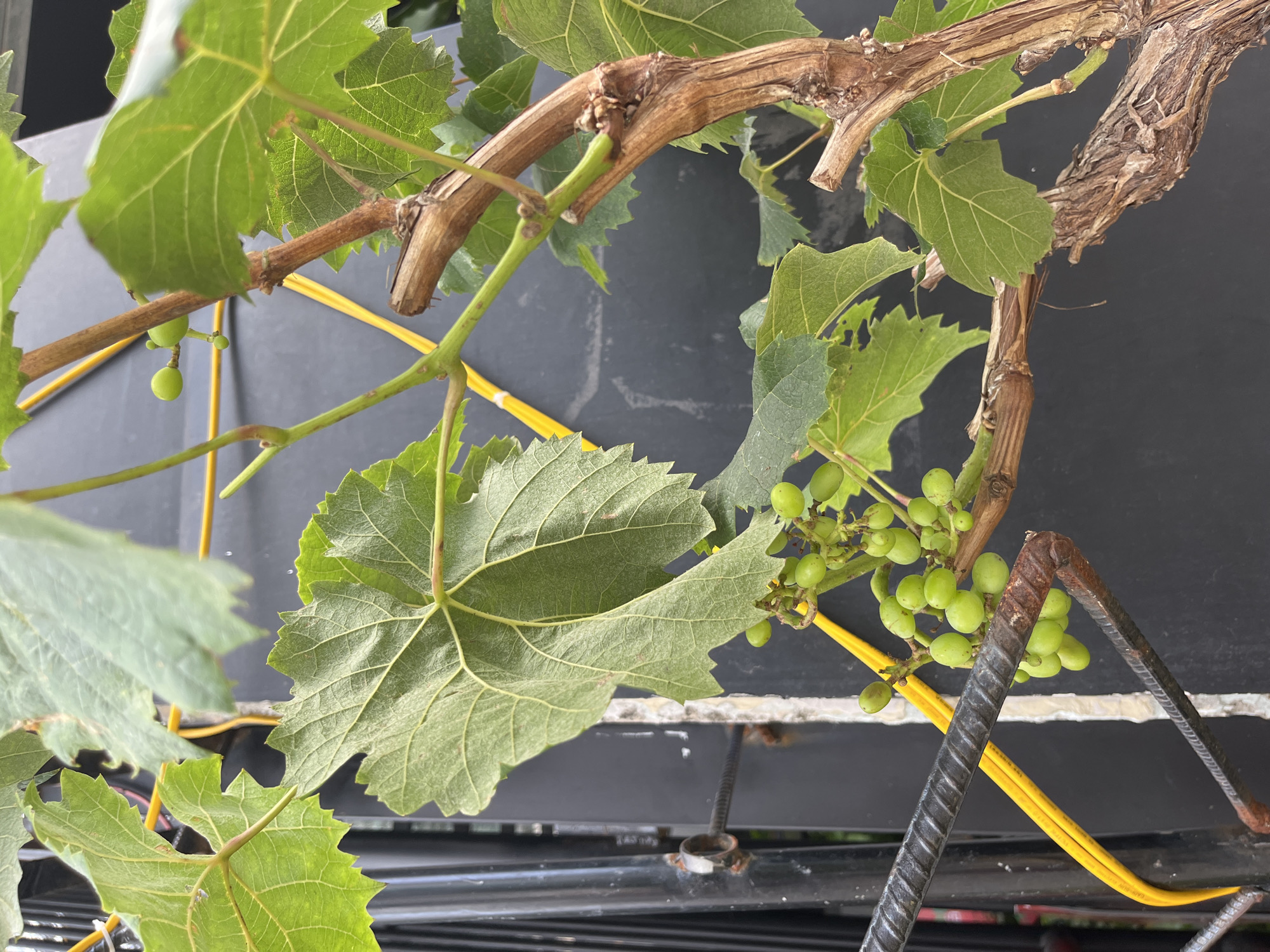 A close-up, top-down shot captures a grapevine with green leaves and unripe green grapes. The vine's stems are brown and somewhat woody. Yellow support wires are visible, interspersed among the foliage. The background is a black, textured surface with horizontal lines. A rusty metal object with a bent shape is located near the lower right corner. The location is Bac Nha Trang Ward, Vietnam.