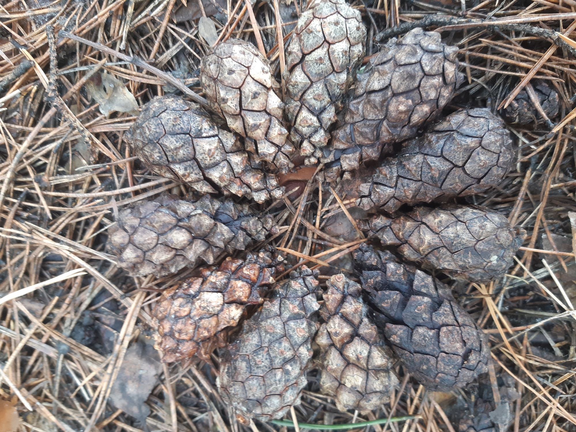 The image depicts a collection of pine cones arranged in a circular pattern on a bed of pine needles and forest floor debris. There are approximately ten visible cones, varying in color from light brown to dark brown/black, suggesting differences in age or moisture content. The cones are closely packed together at their bases. The surrounding environment is characterized by dry pine needles and scattered leaf litter. There is no indication of specific location in a city. No people or animals are visible.