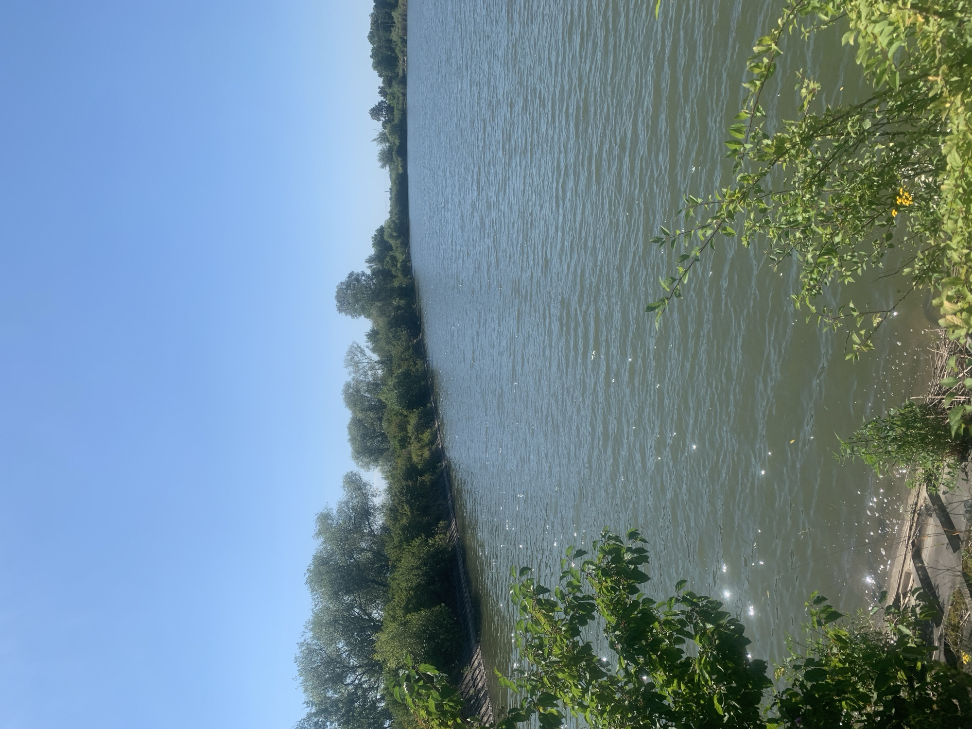 This is a horizontal, outdoor, medium shot of a body of water with a clear blue sky above. The water is calm with small ripples, and sunlight reflects off its surface. The shoreline is lined with a dense growth of green trees and bushes. On the left side of the frame, green branches with leaves overhang the water. The far shore also shows a line of trees. The location appears to be a natural setting within or near Tseniava, Ukraine, based on the provided metadata. There are no people or animals visible in the image.