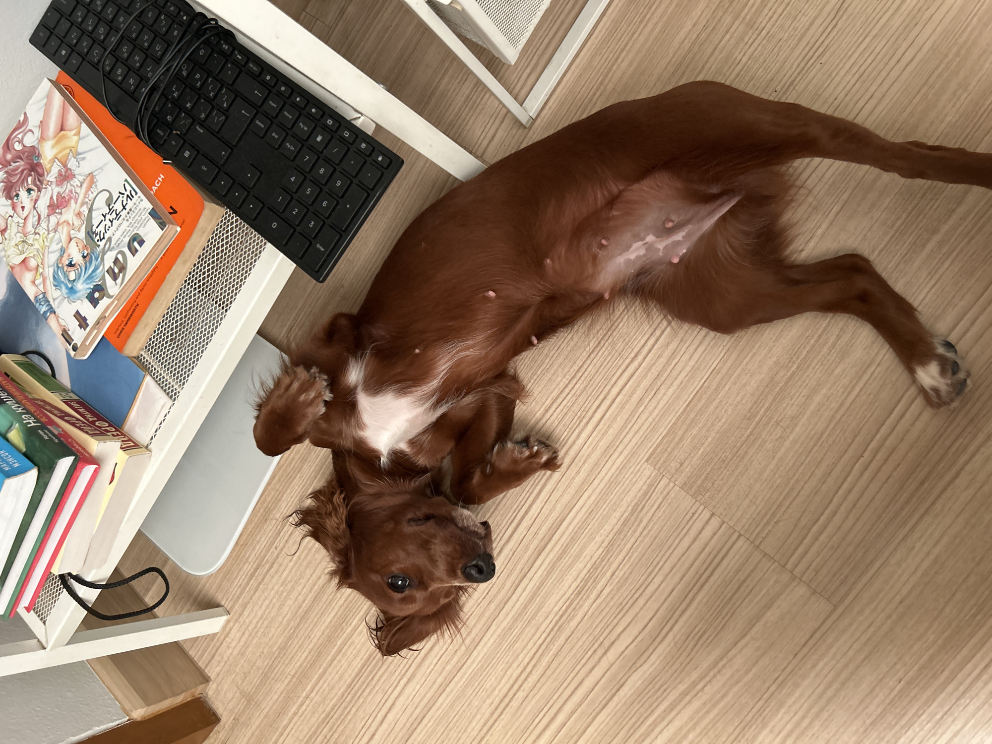 A brown Irish Setter dog is lying on its back on a light wood-grained floor. The dog's belly is exposed, revealing visible nipples. To the left of the dog, a white shelf unit stands against a white wall and wooden baseboard. The shelf holds several books and a black keyboard with the cable wrapped around it. The overall environment suggests an indoor setting, possibly a home or office, in an urban area. The provided location of Chang Phueak, Thailand, does not offer any visual cues within the image to confirm or deny its presence.