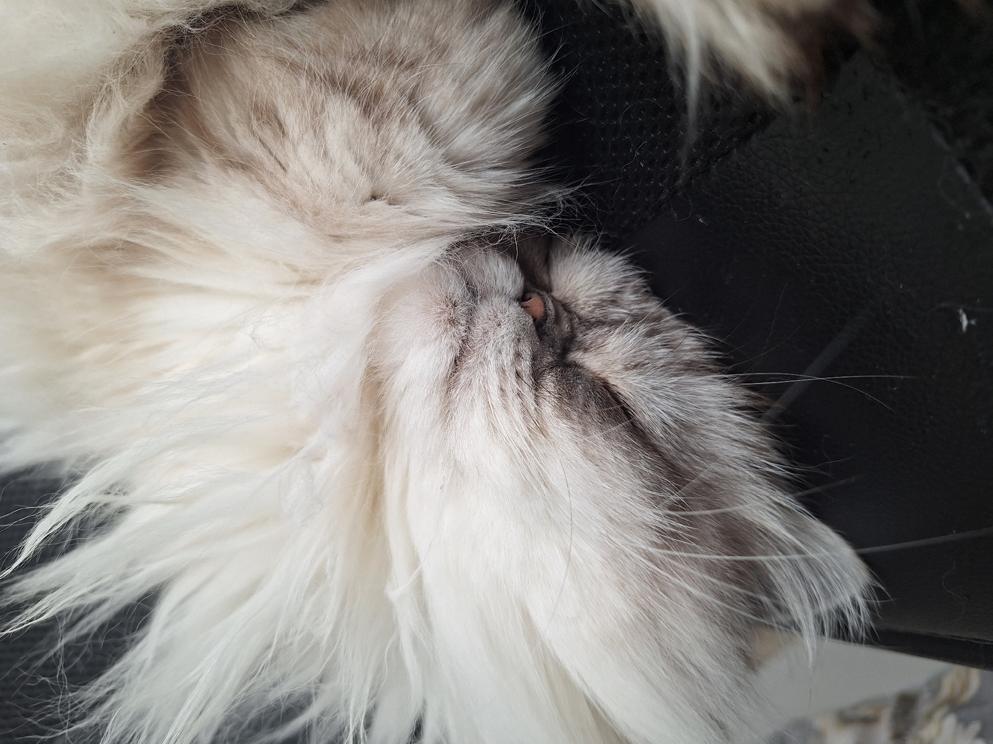 The image shows a close-up of a sleeping cat. The cat has long, fluffy fur that is primarily white with gray and brown shading. The cat's head is angled to the right, with its nose visible. The nose is a small, pinkish color. The cat appears to be resting on a black, textured surface, likely a piece of furniture. There is no information suggesting this photo was taken in Panagyurishte, Bulgaria.