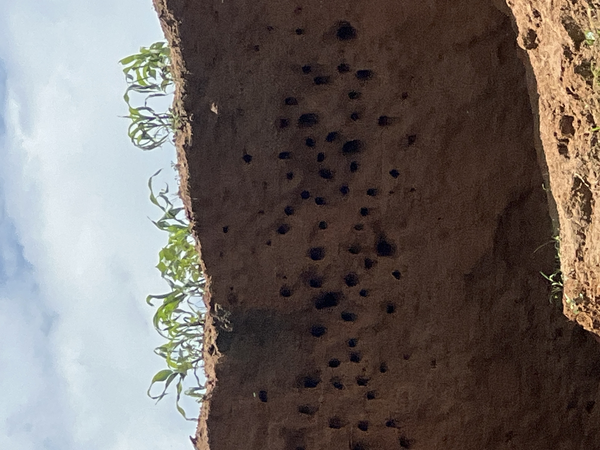 A cross-section of a reddish-brown earth embankment is visible, revealing numerous small, dark, circular holes dug into its surface. These holes, appearing to be burrows, are scattered across the face of the embankment at various heights. At the top of the embankment, several young green plants, possibly corn stalks, are growing out of the soil. Above the embankment, a bright blue sky with scattered white clouds is visible. The scene depicts a natural or man-made excavation, likely a habitat for burrowing animals or insects, set against a backdrop of vegetation and sky. The location is identified as Jos, Nigeria.