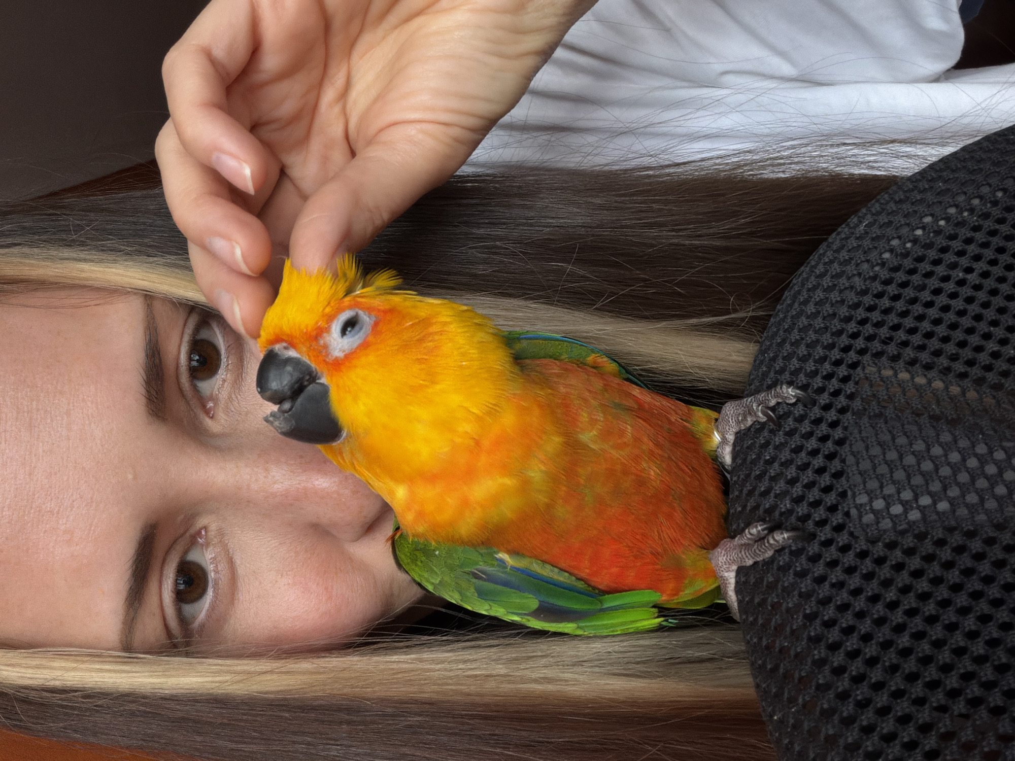 An upward-angled, close-up shot captures a tender interaction between a person and a vibrant parrot. The image is oriented as if the person is lying horizontally, with her head and upper torso filling the left side of the frame. Her right hand, with neatly kept nails, is gently stroking the head of a small, colorful bird. The bird, likely a Sun Conure, features striking yellow plumage on its head and chest, transitioning to orange and then green on its wings and back. It has a black beak and distinctive white rings around its eyes.
The person's face is partially visible, showing her brown eyes looking towards the bird. She has light skin and long hair, which is dark brown with noticeable blonde highlights or streaks, fanning out around her head. The bird appears comfortable and affectionate, nestled against the person's face and hair. Its claws are visible gripping a textured black mesh material on the right side of the frame, possibly part of a chair, bag, or clothing. In the upper right background, a crumpled white fabric is visible. The lighting suggests an indoor setting with soft, natural light, highlighting the vibrant colors of the bird and the person's features. The overall scene conveys a sense of warmth and a close bond between the individual and their pet bird. There is no visible text.